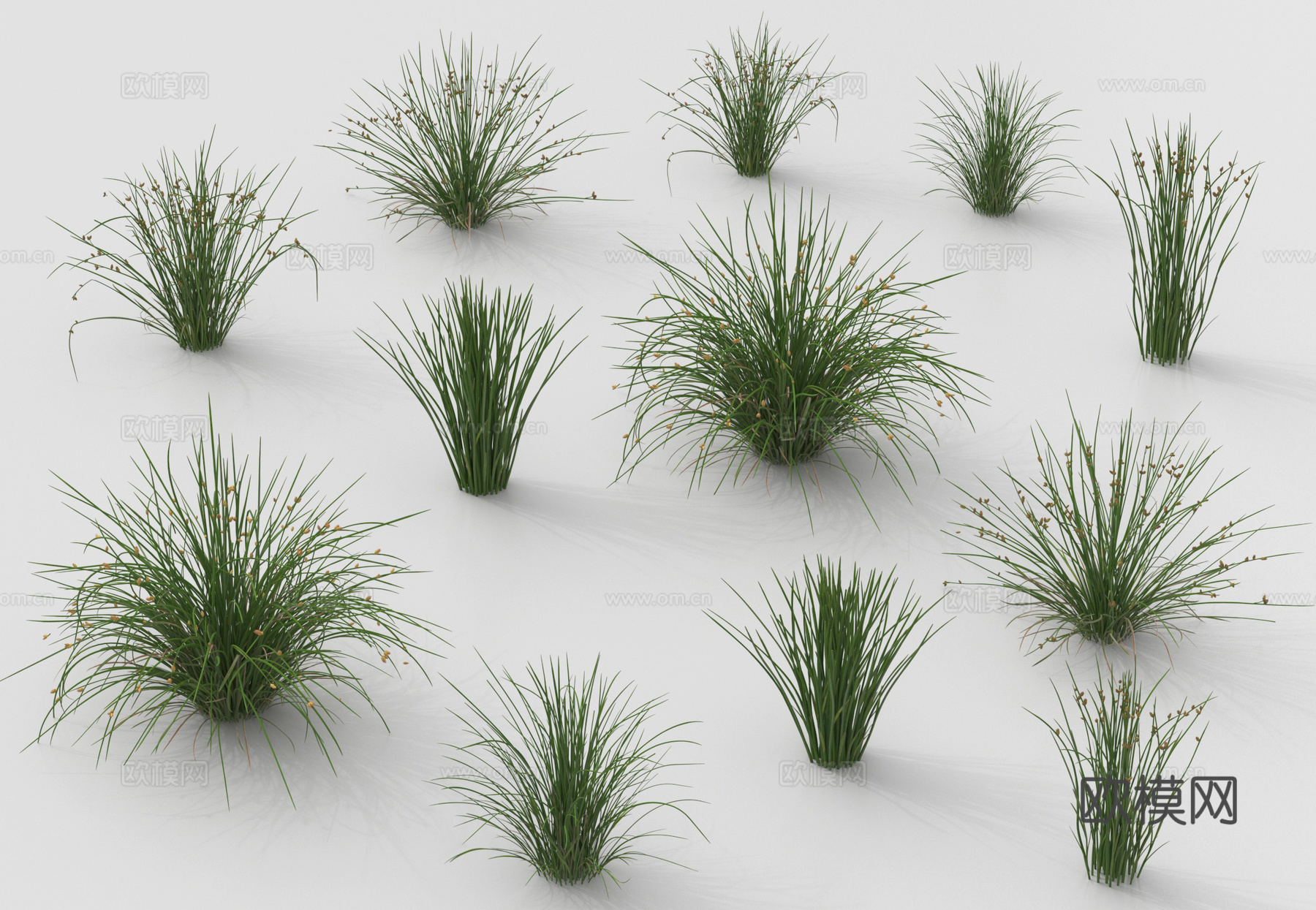 现代风格景观草  植物 芦苇3d模型