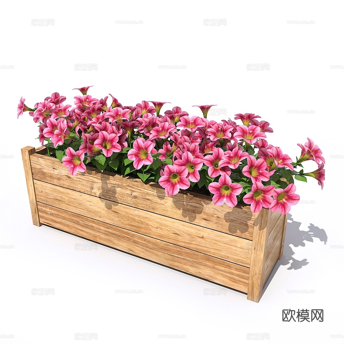 矮牵牛3d模型下载