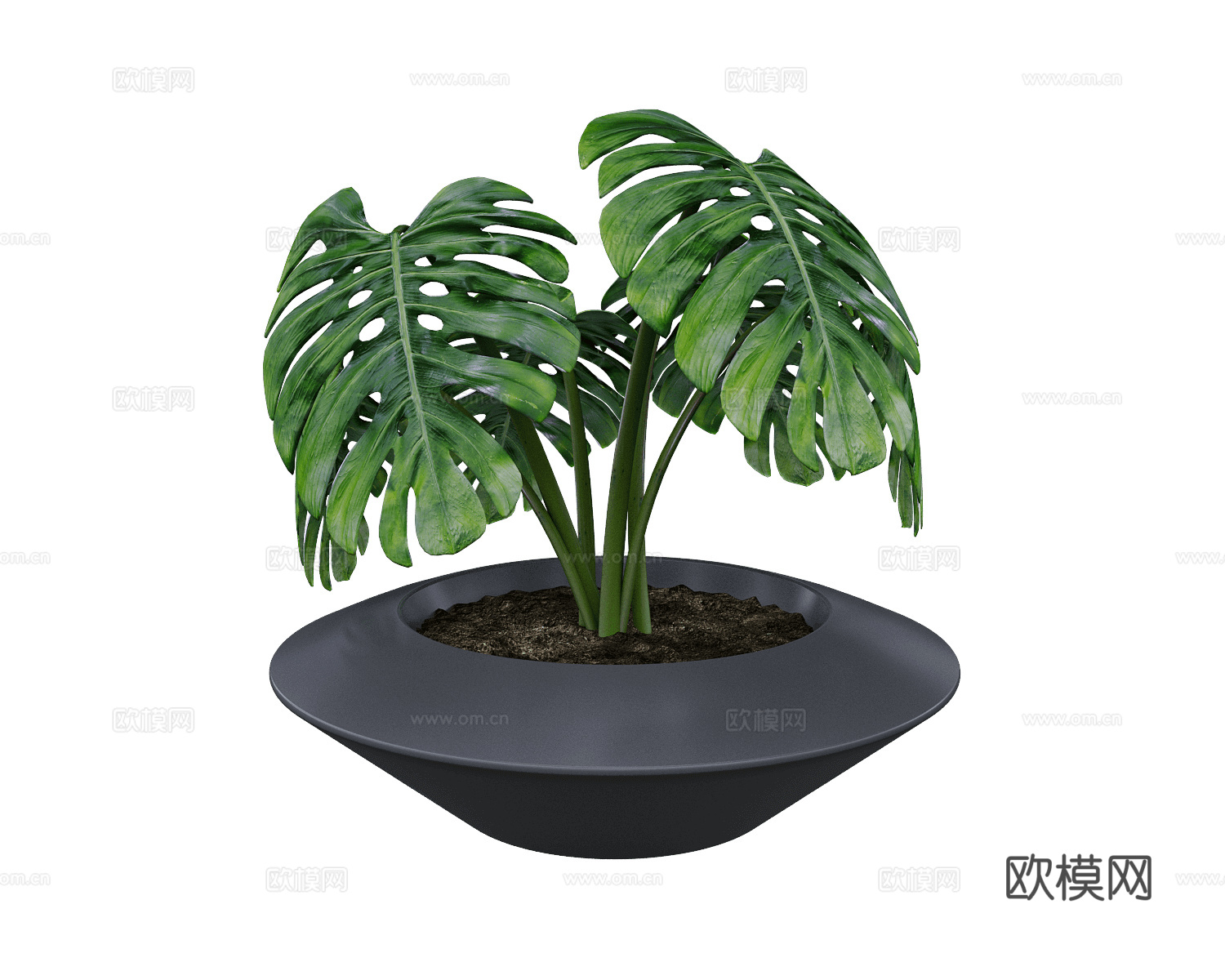 Serralunga 绿植3d模型下载