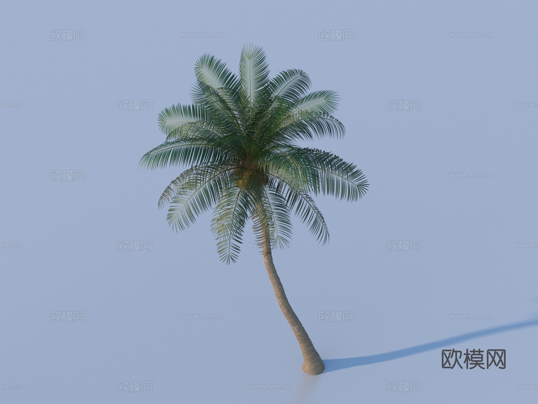 椰子 植物 树木 椰子树 棕桐树3d模型