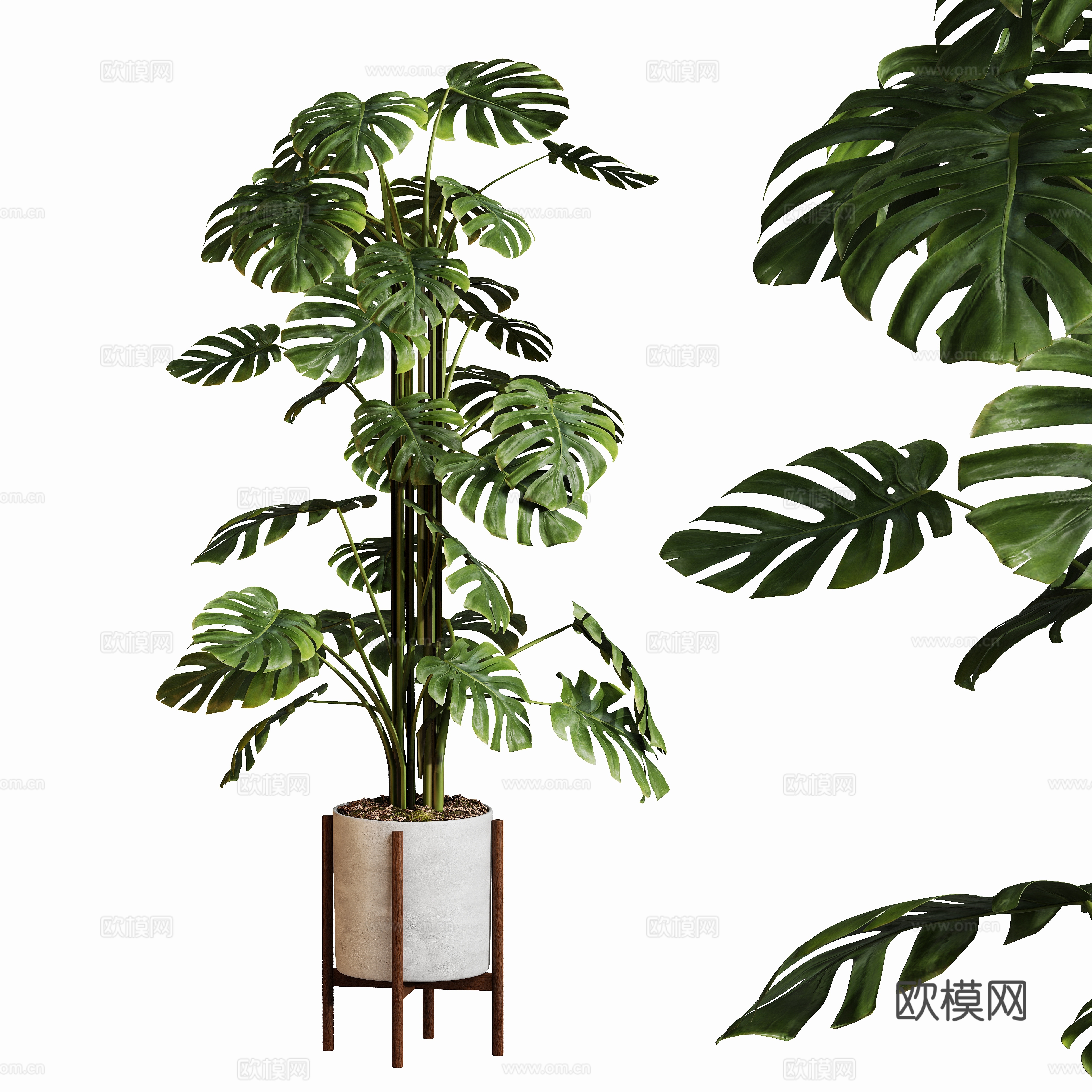 现代盆栽龟背竹su模型