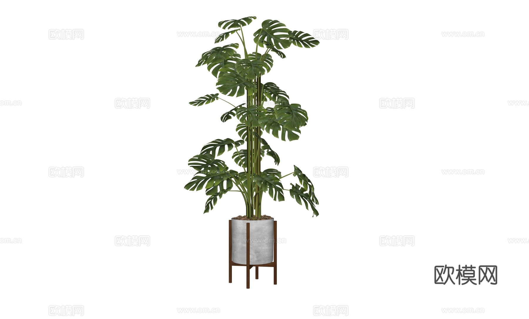现代盆栽龟背竹su模型
