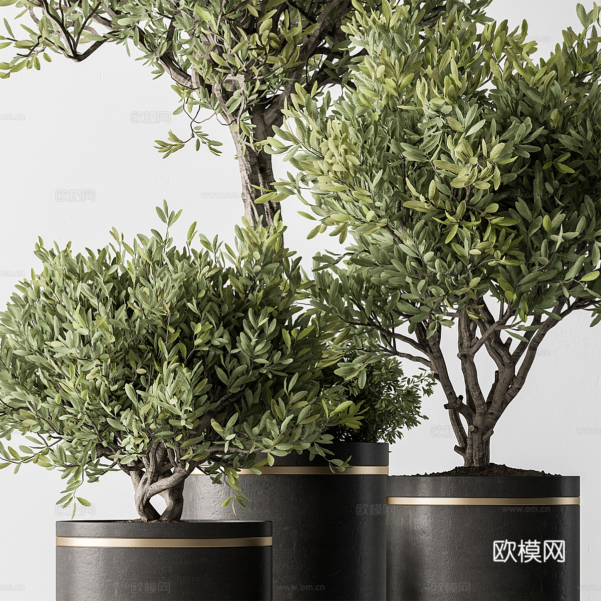 现代轻奢绿植盆栽3d模型下载（渲染图2）