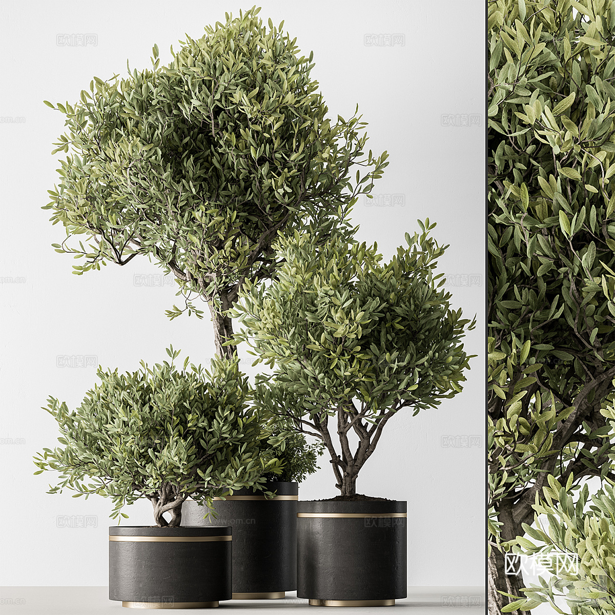 现代轻奢绿植盆栽3d模型下载（渲染图1）