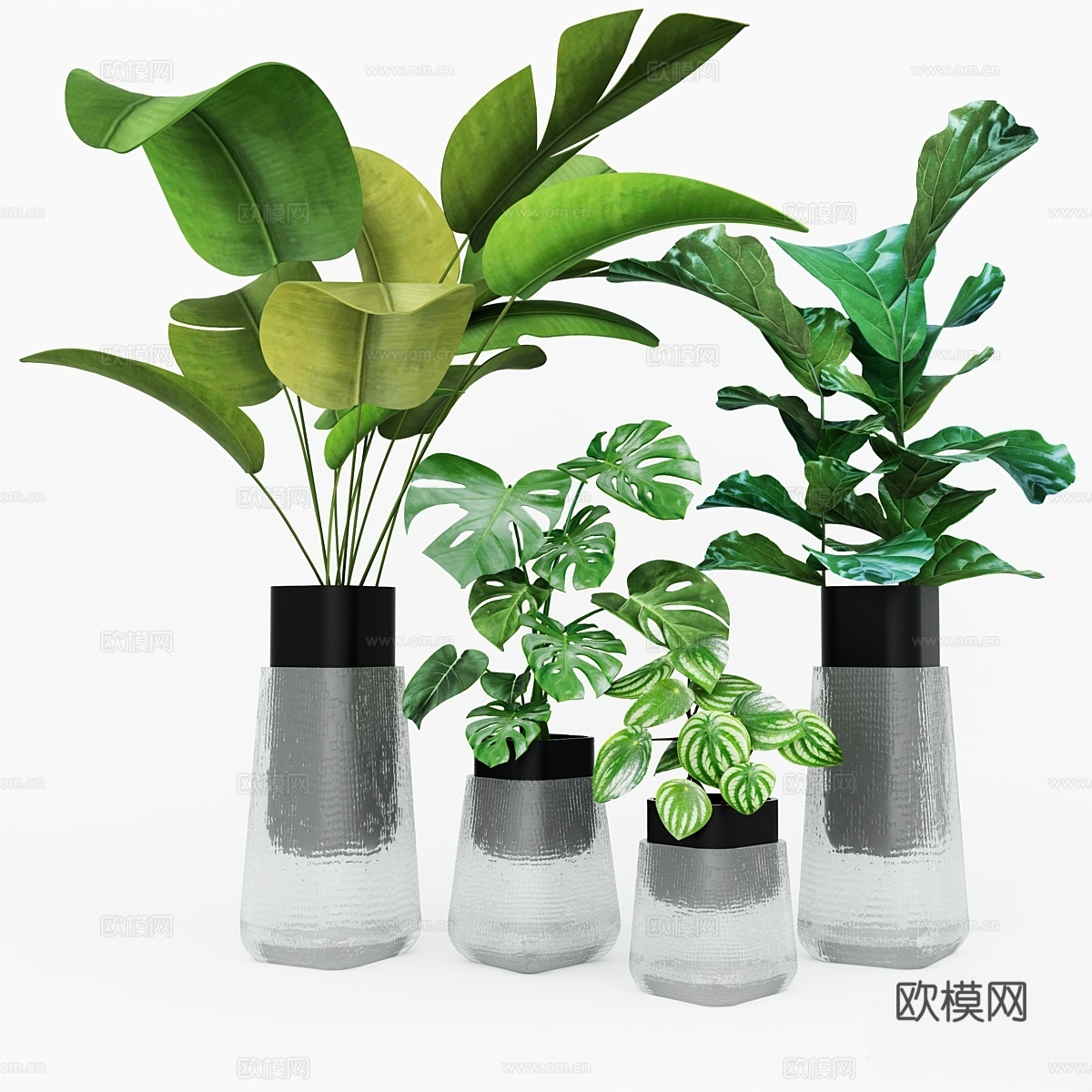 植物收藏3d模型下载