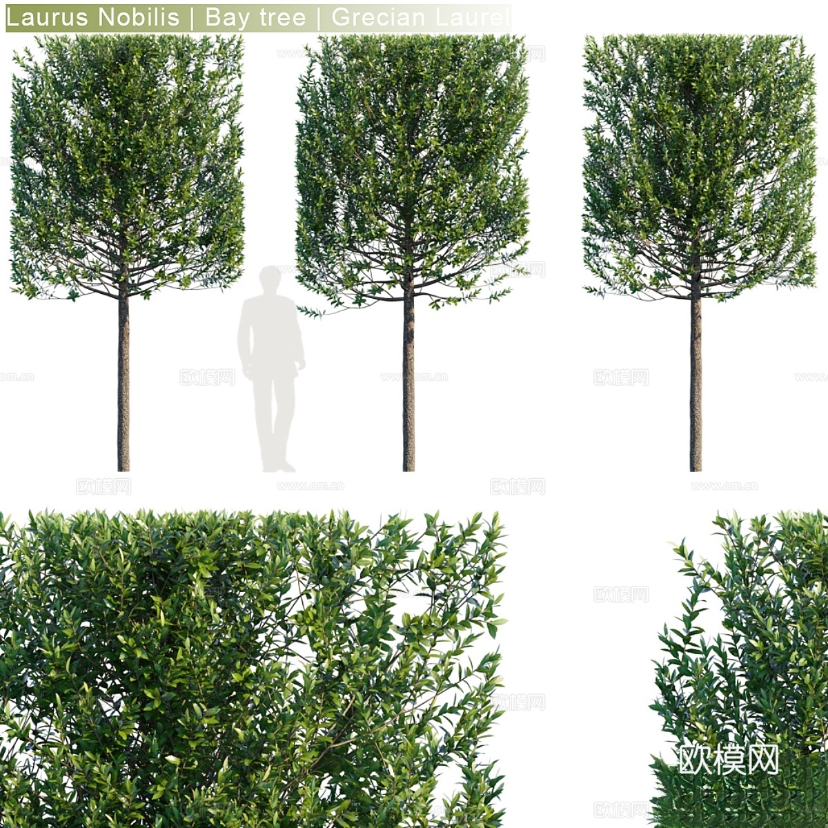 Laurus Nobilis月桂树 希腊月桂树篱笆 #3d模型