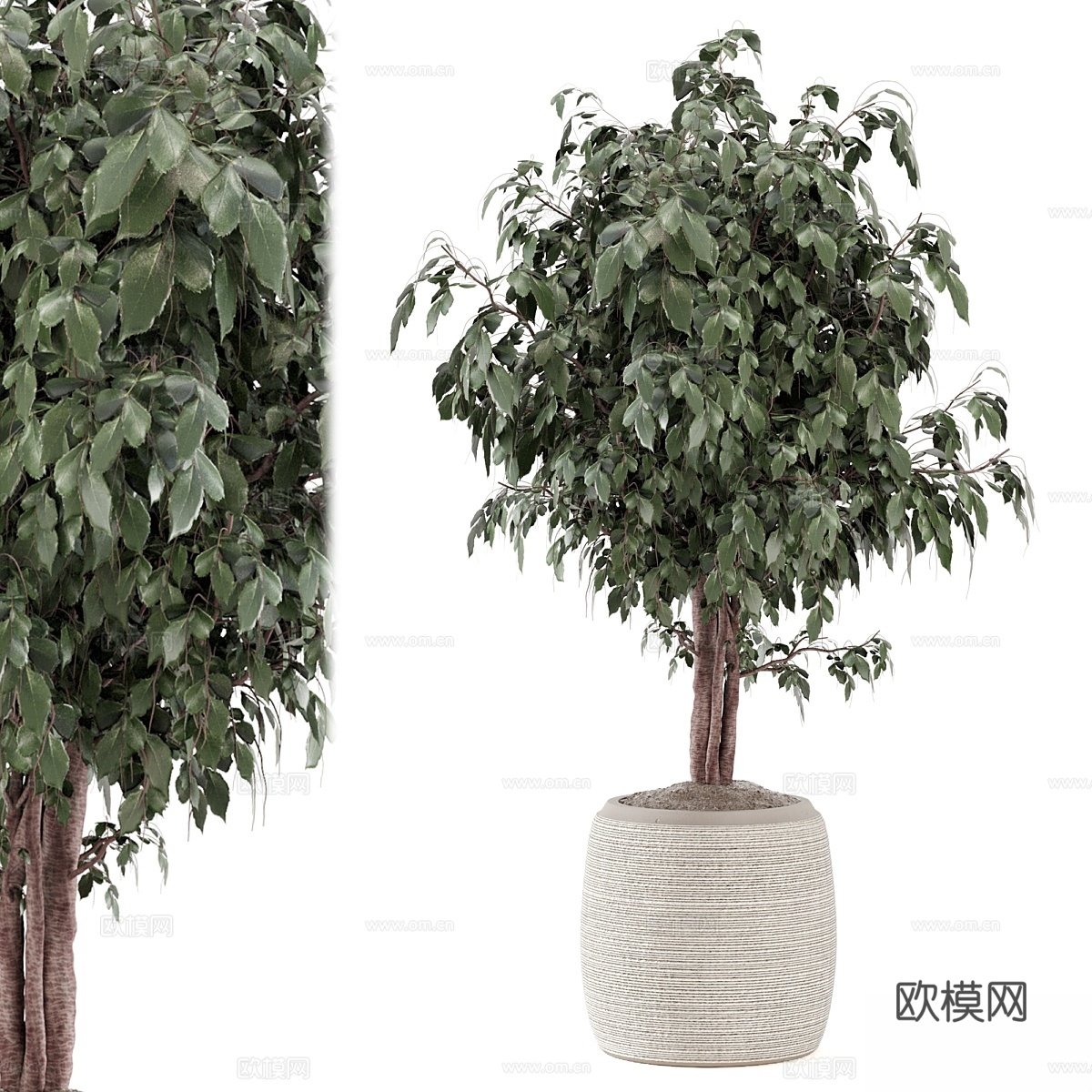 室内植物极简盆栽套装37953d模型下载