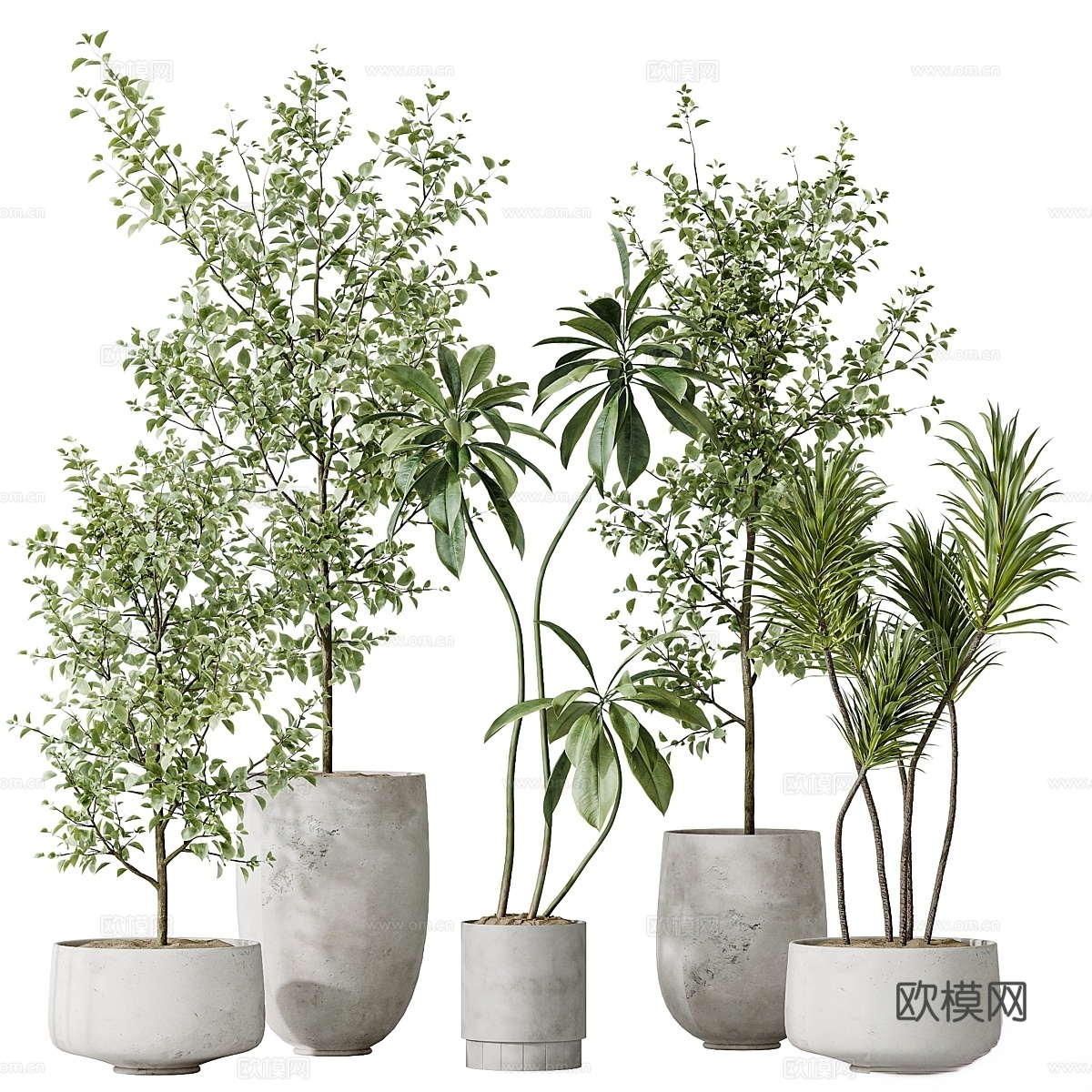 室内植物套装153山毛榉橄榄树3d模型