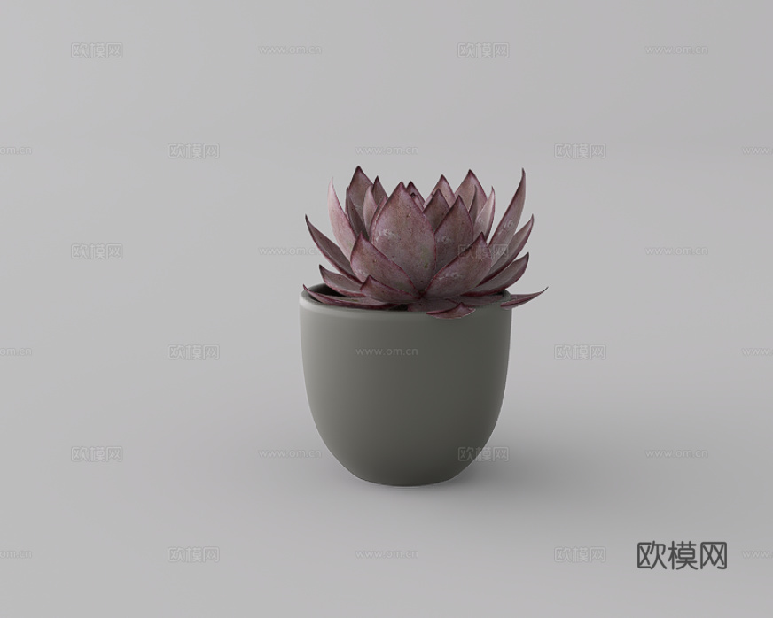 小绿植su模型