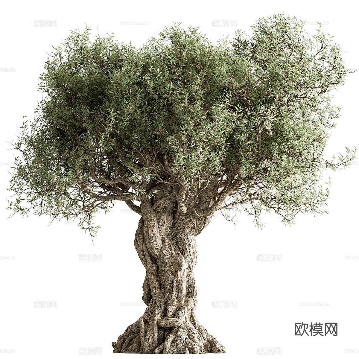 橄榄树3d模型下载（渲染图1）