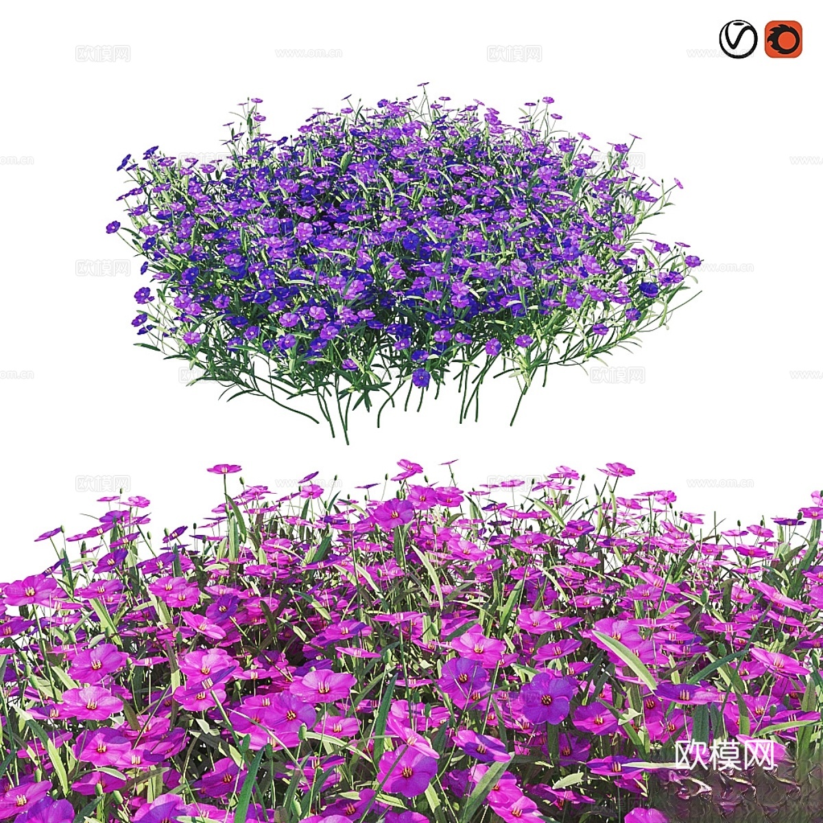 针叶石竹矮毯（Phlox styloid）3d模型下载