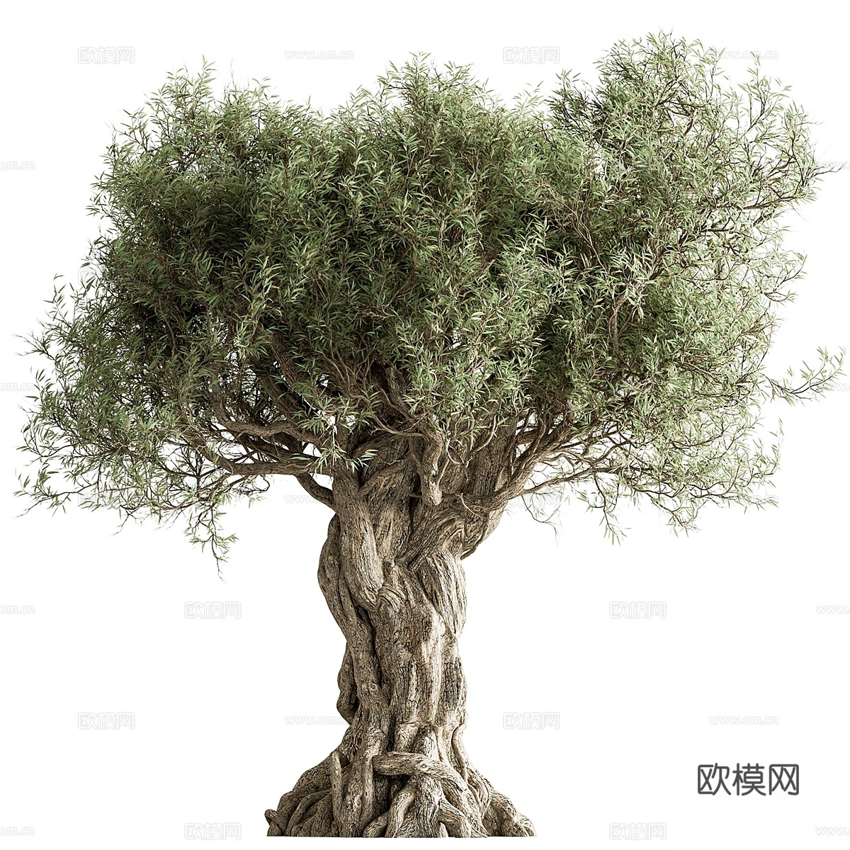 橄榄树套装2593d模型下载