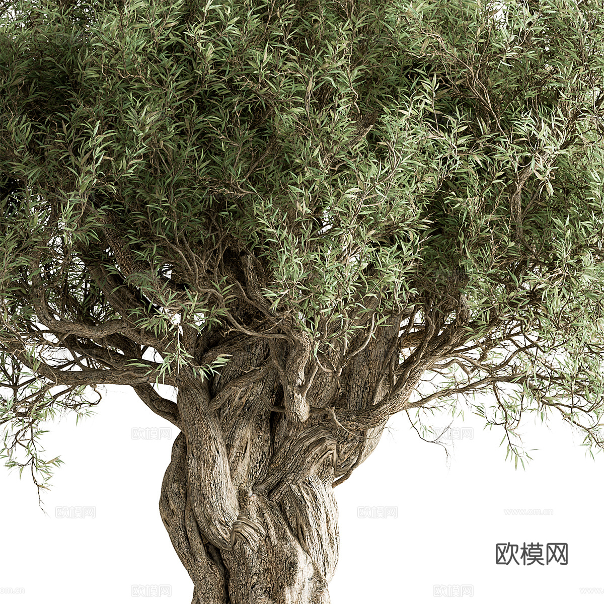 橄榄树3d模型下载（渲染图2）