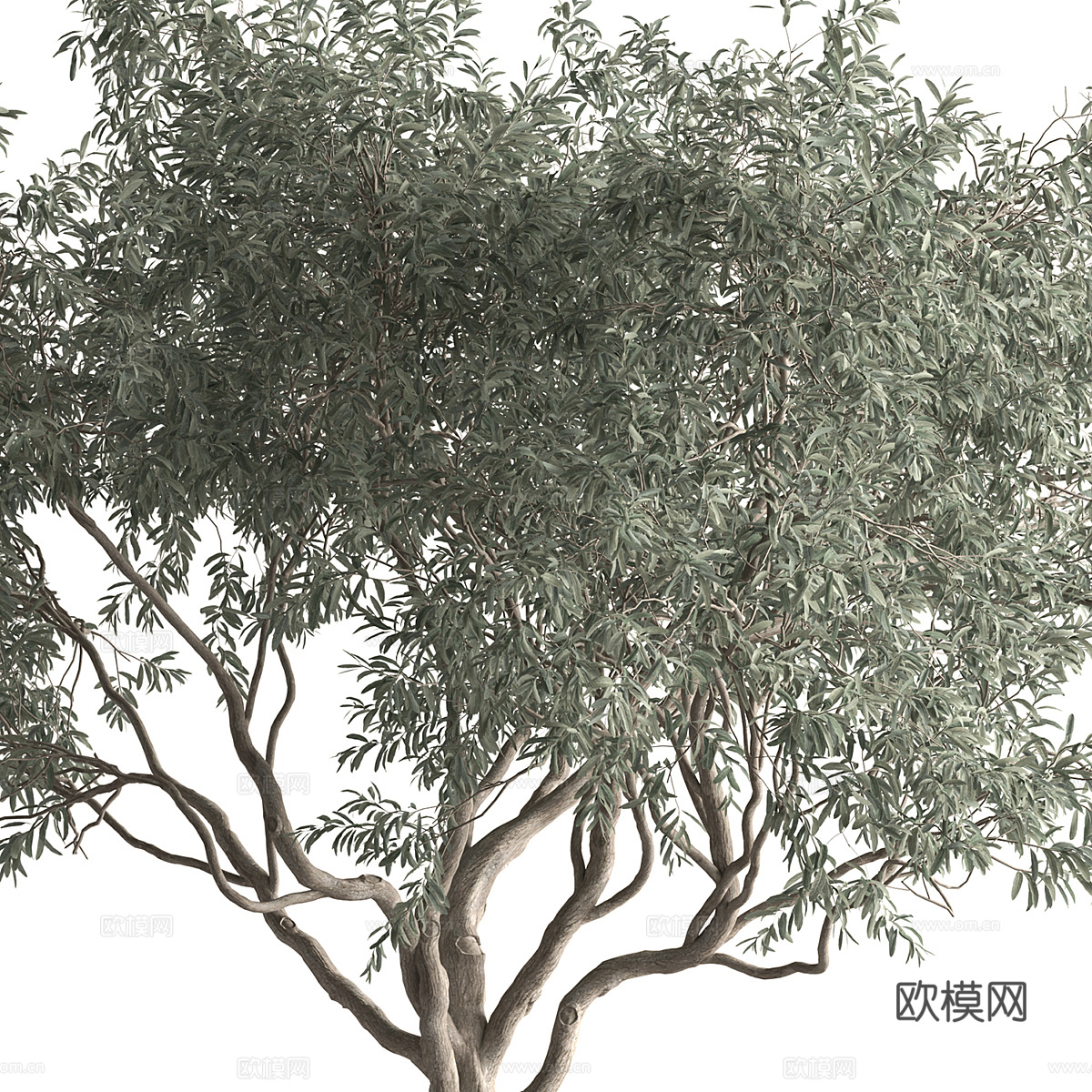 橄榄树3d模型