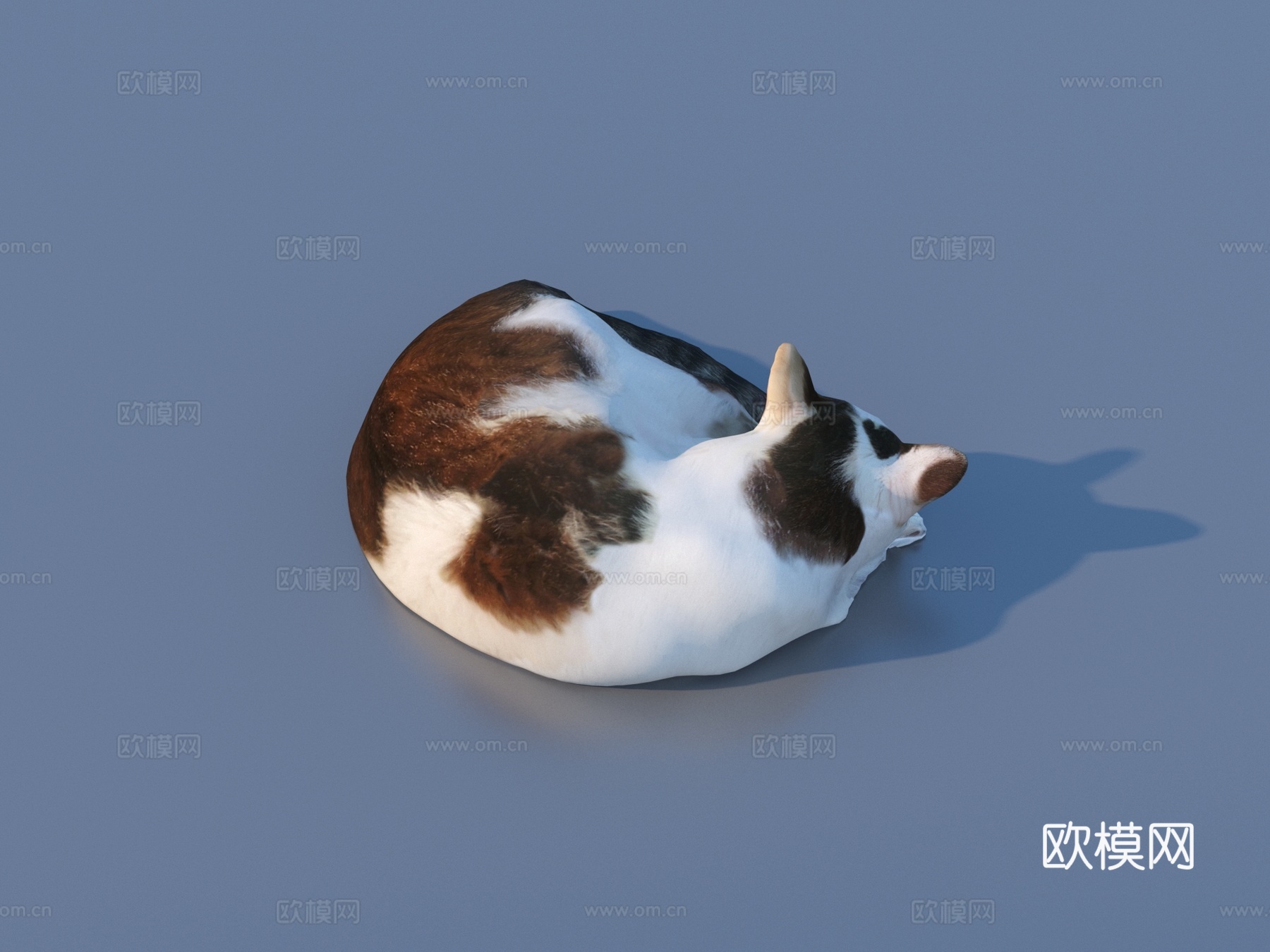 猫 宠物 小猫 花猫 家猫3d模型下载