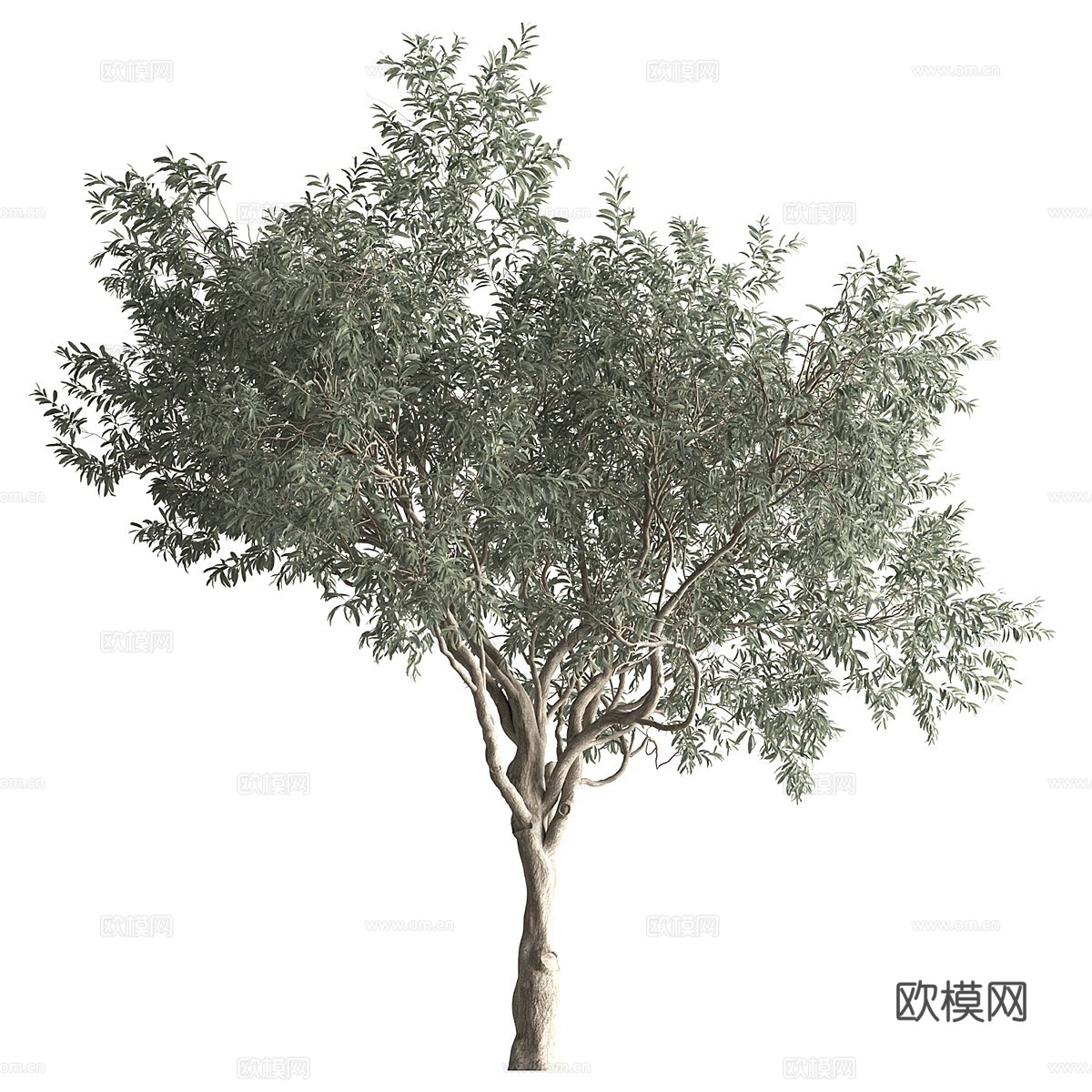 橄榄树3d模型