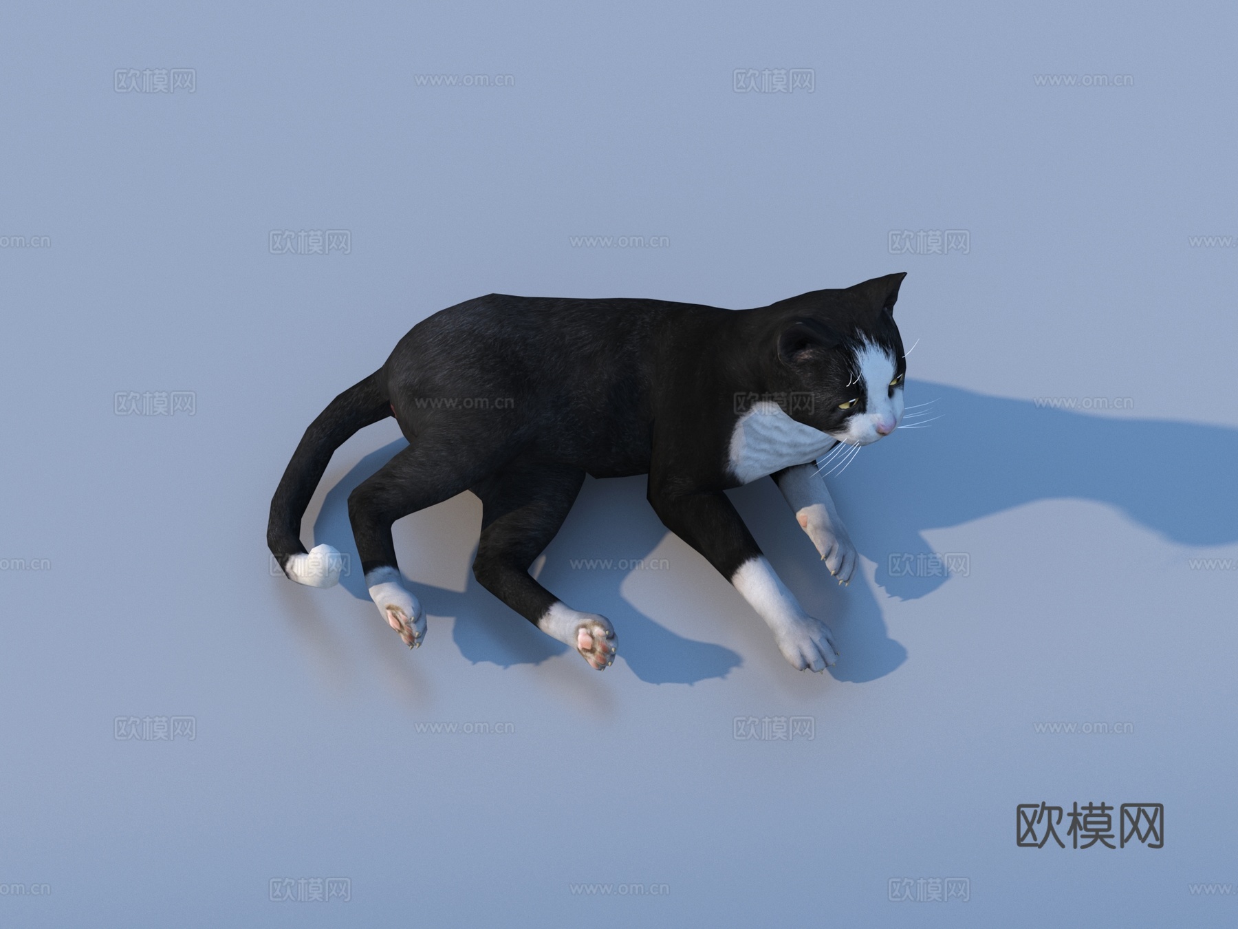 猫 宠物 小猫 花猫 家猫3d模型下载
