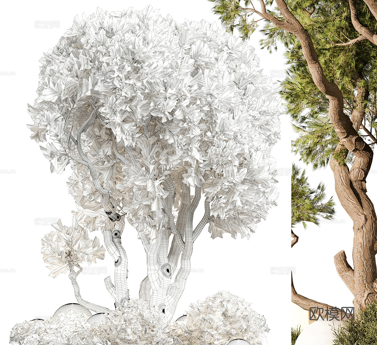 景观树3d模型下载（渲染图3）