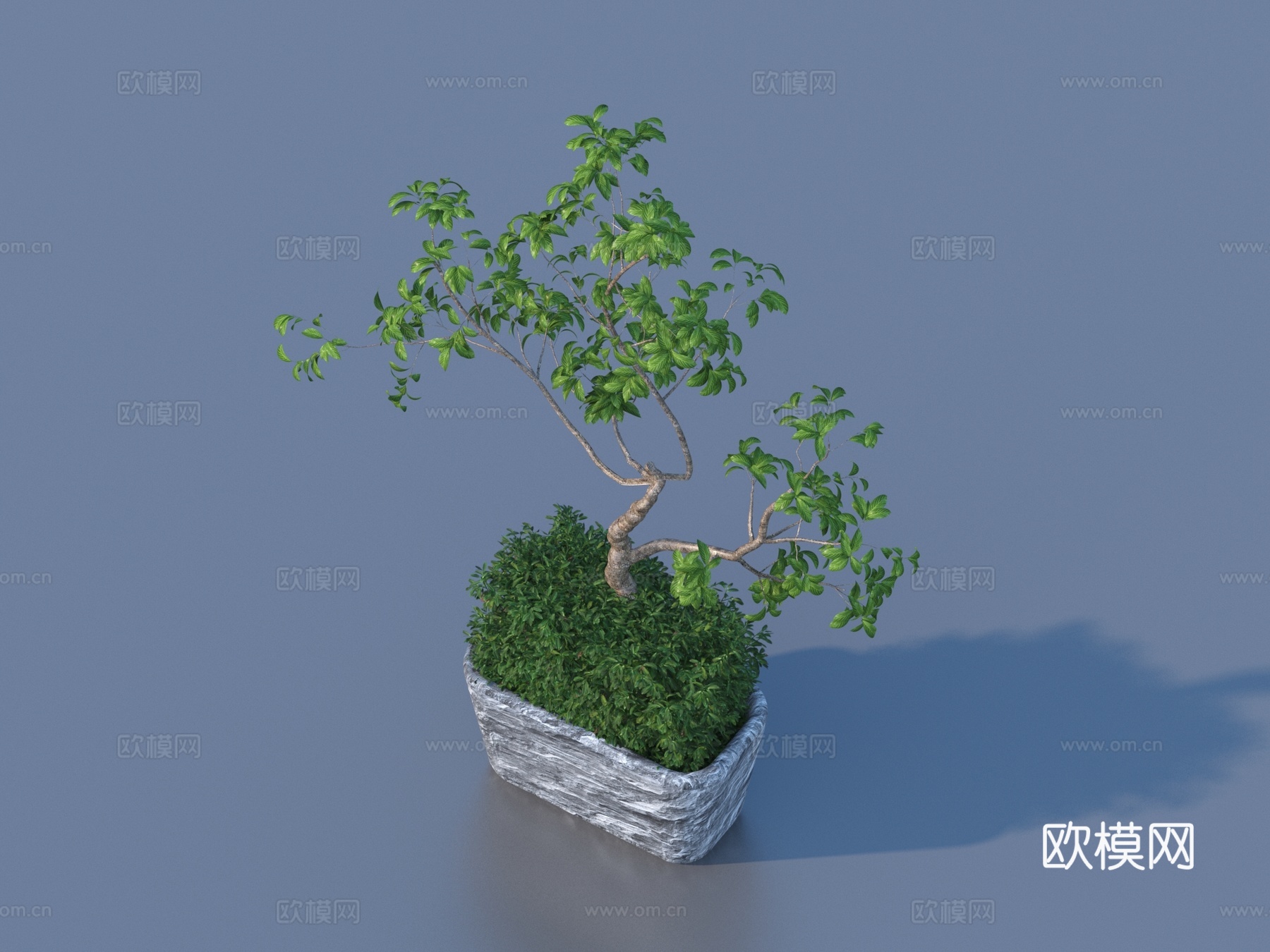 花盆 盆栽 绿植 植物3d模型下载