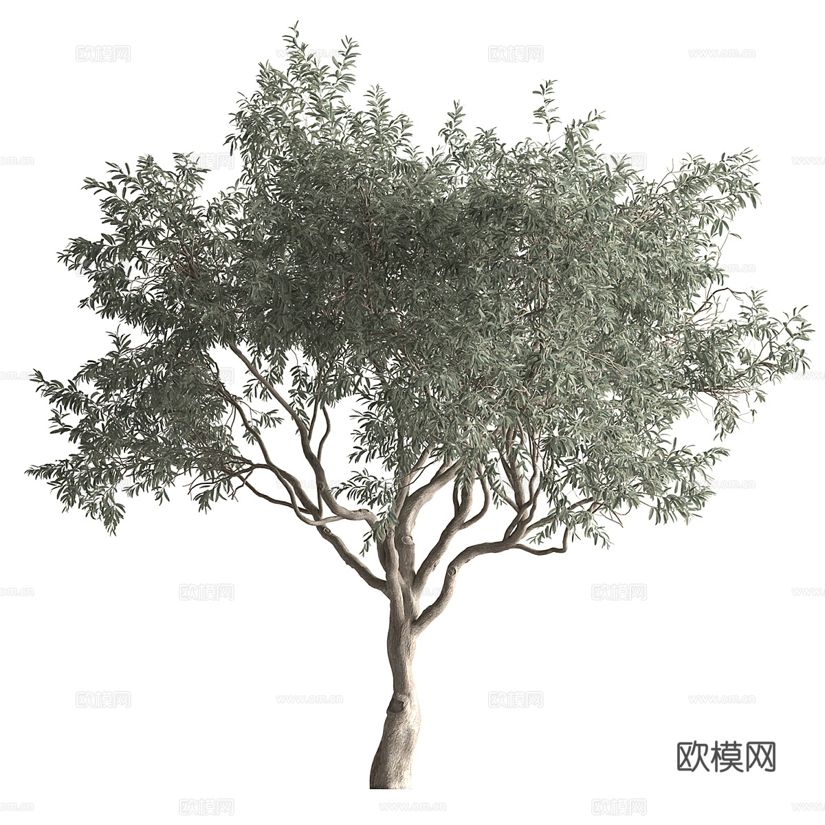 橄榄树3d模型