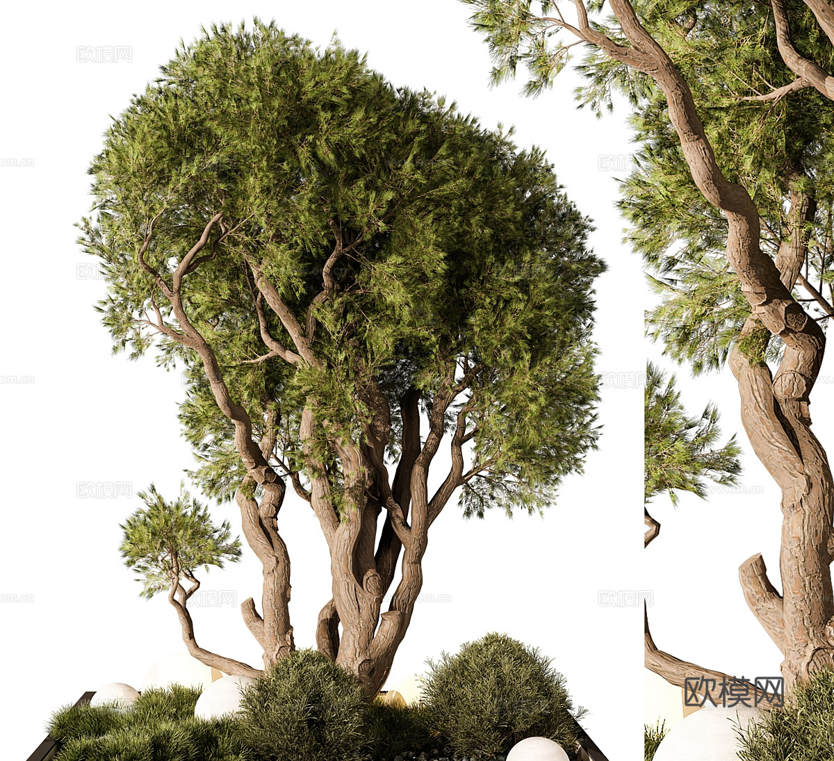 景观树3d模型下载（渲染图1）
