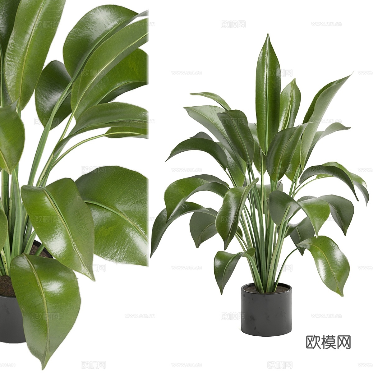 Ferm Living Bau大号盆栽室内植物 - 套装13d模型