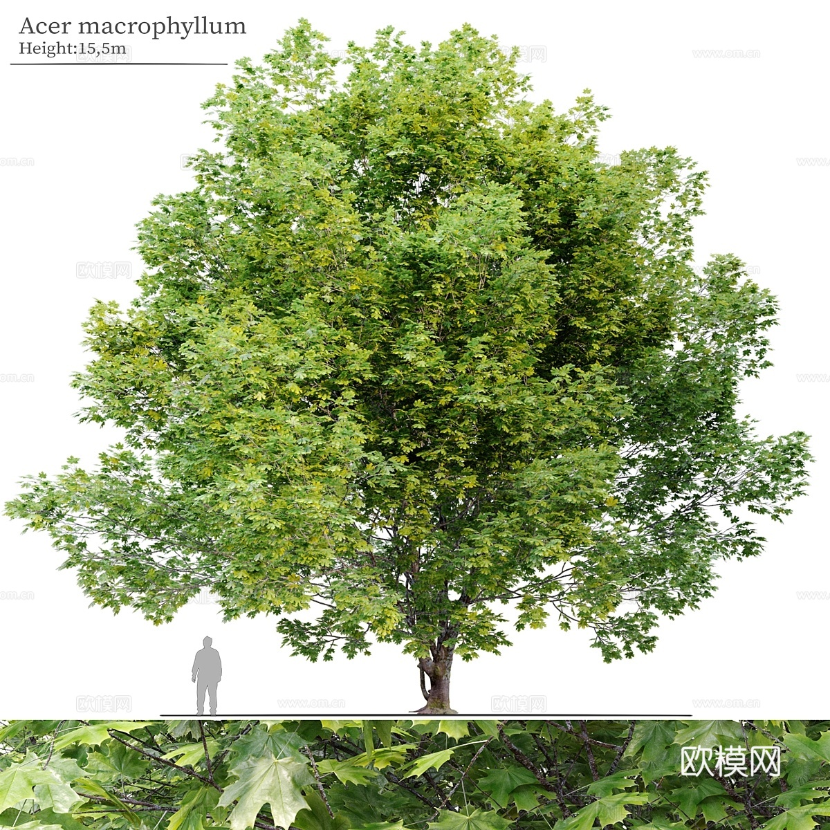 大叶枫3d模型下载