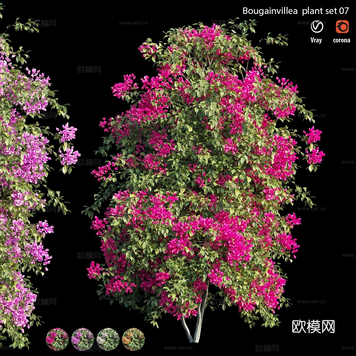 九重葛植物套装 073d模型