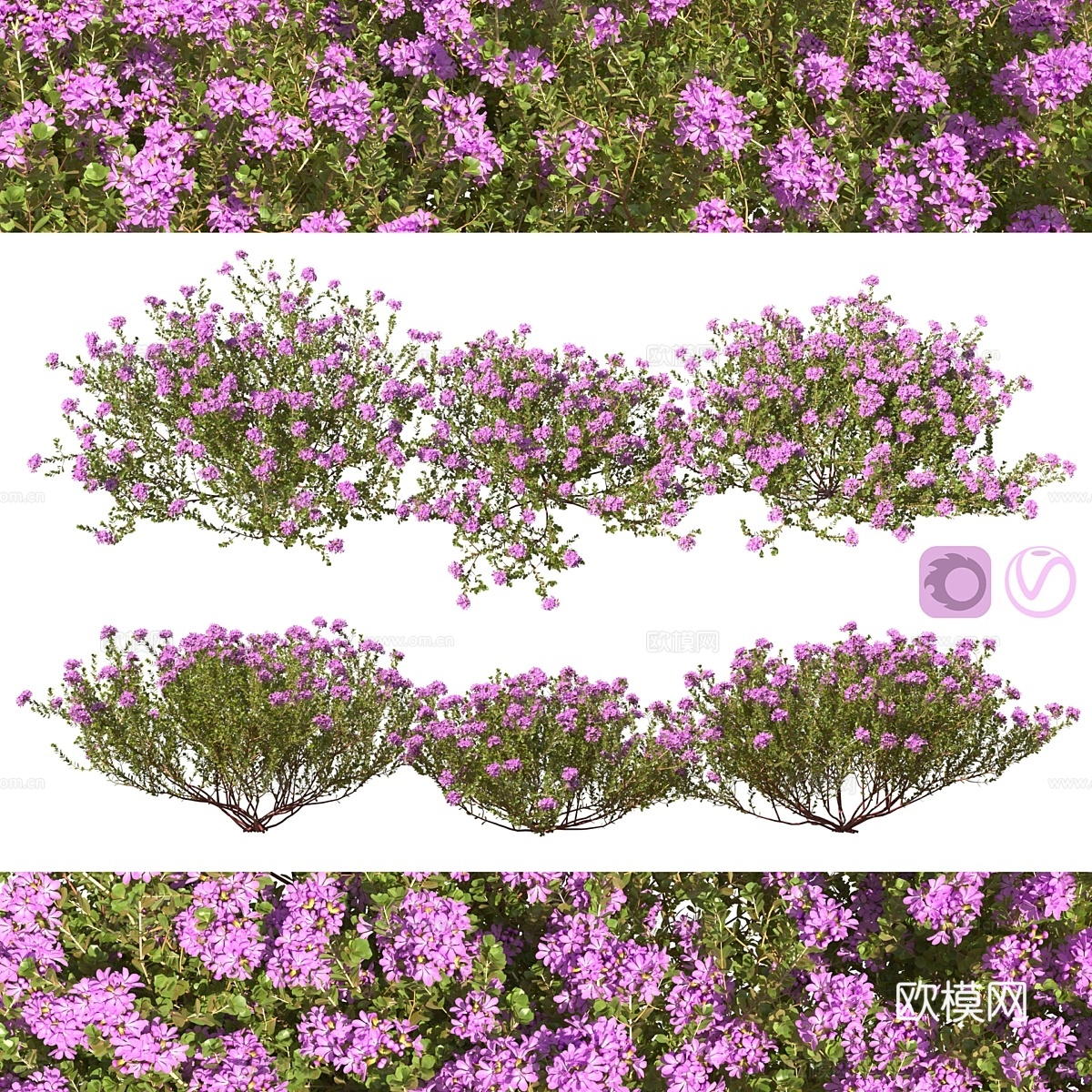 百里香3d模型下载