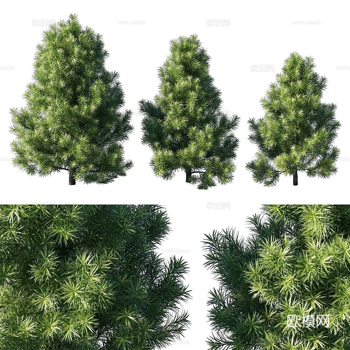 大叶罗汉松 023d模型