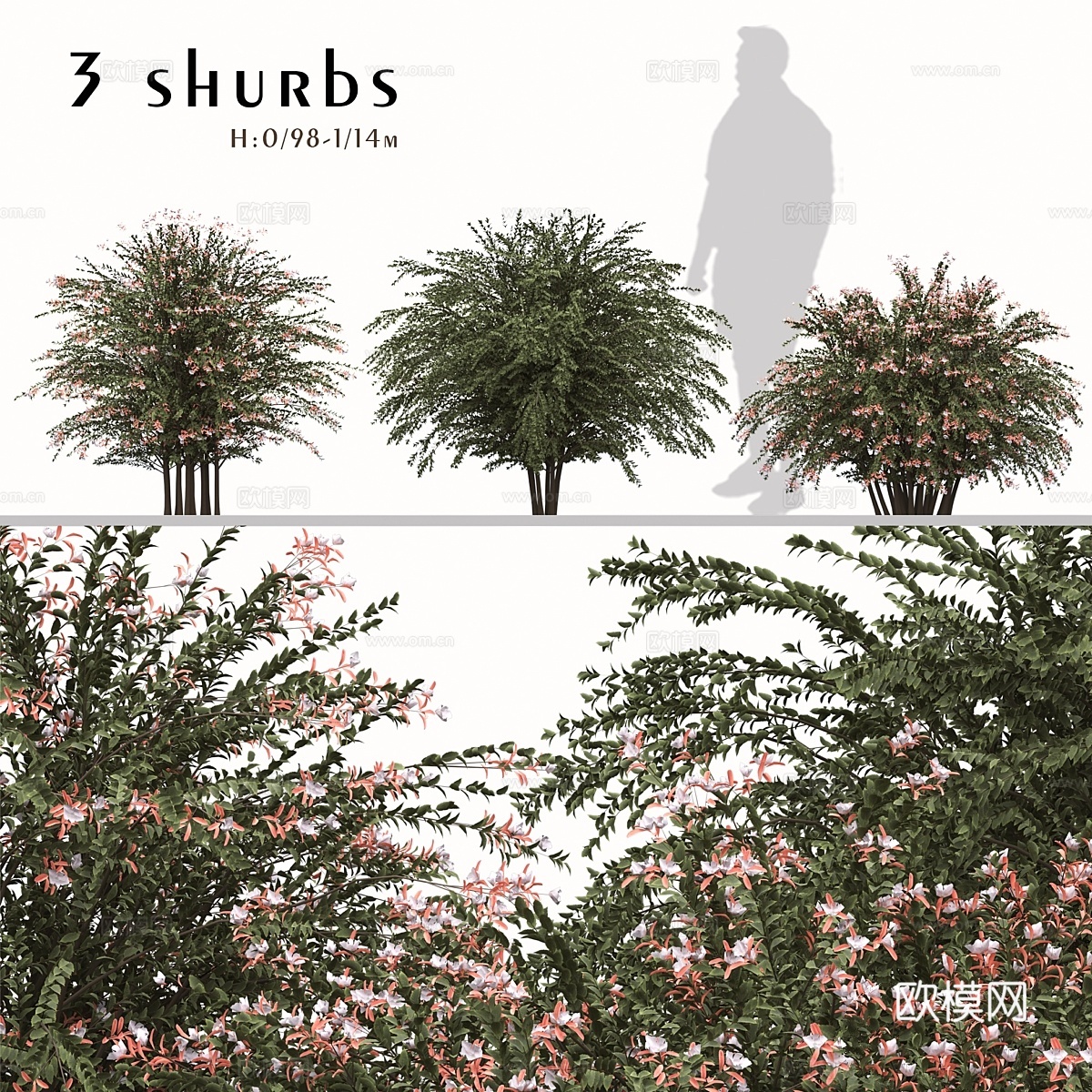 大花苞片花（珍珠相思树）植物套装（3株）3d模型下载