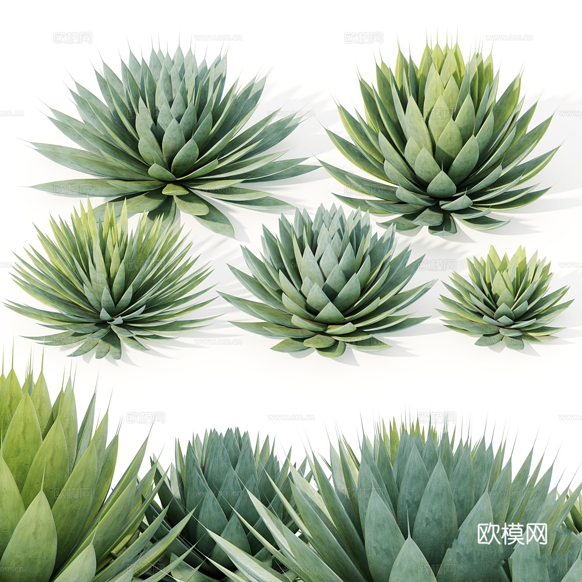 龙舌兰植物3d模型