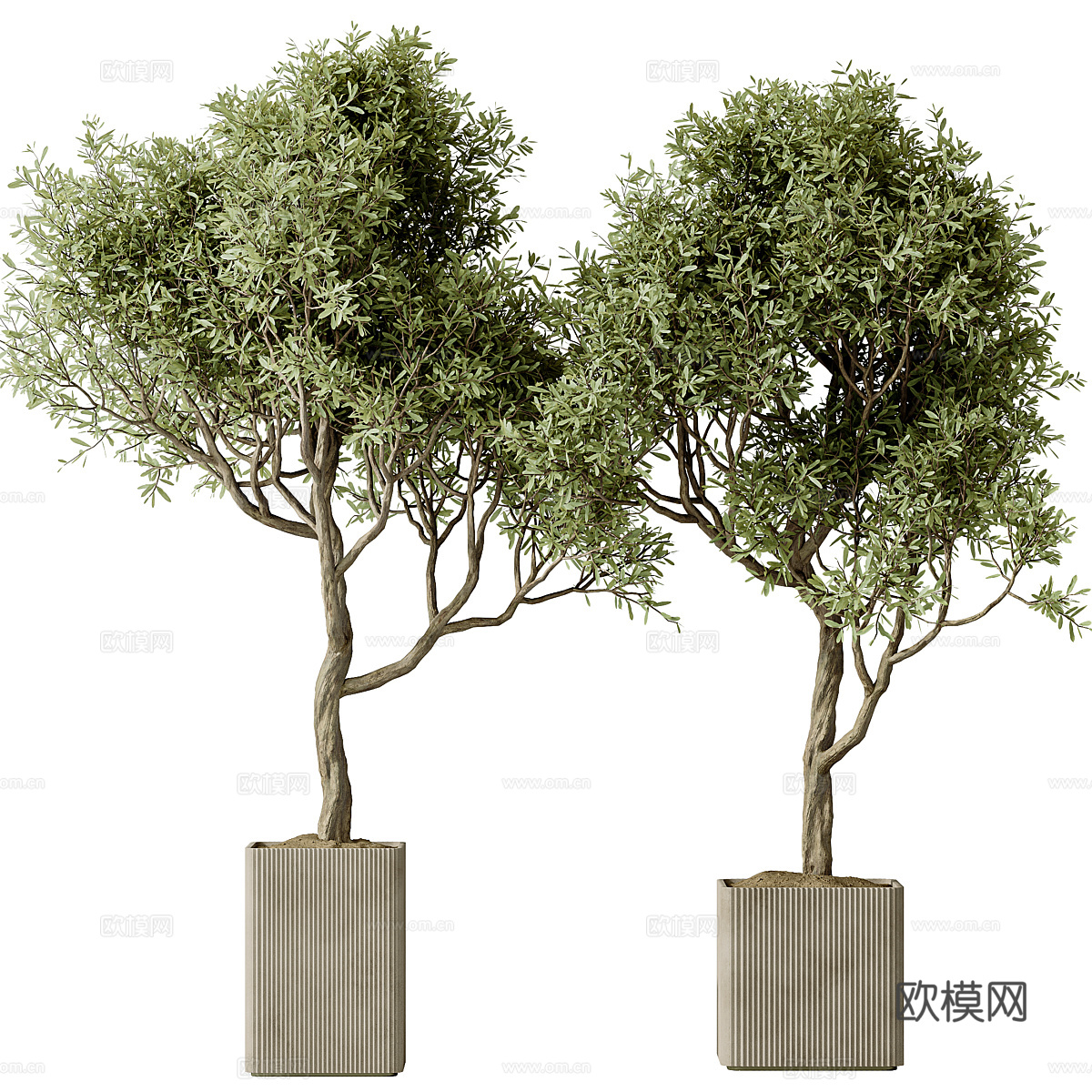 现代室内绿植盆栽3d模型下载（渲染图2）