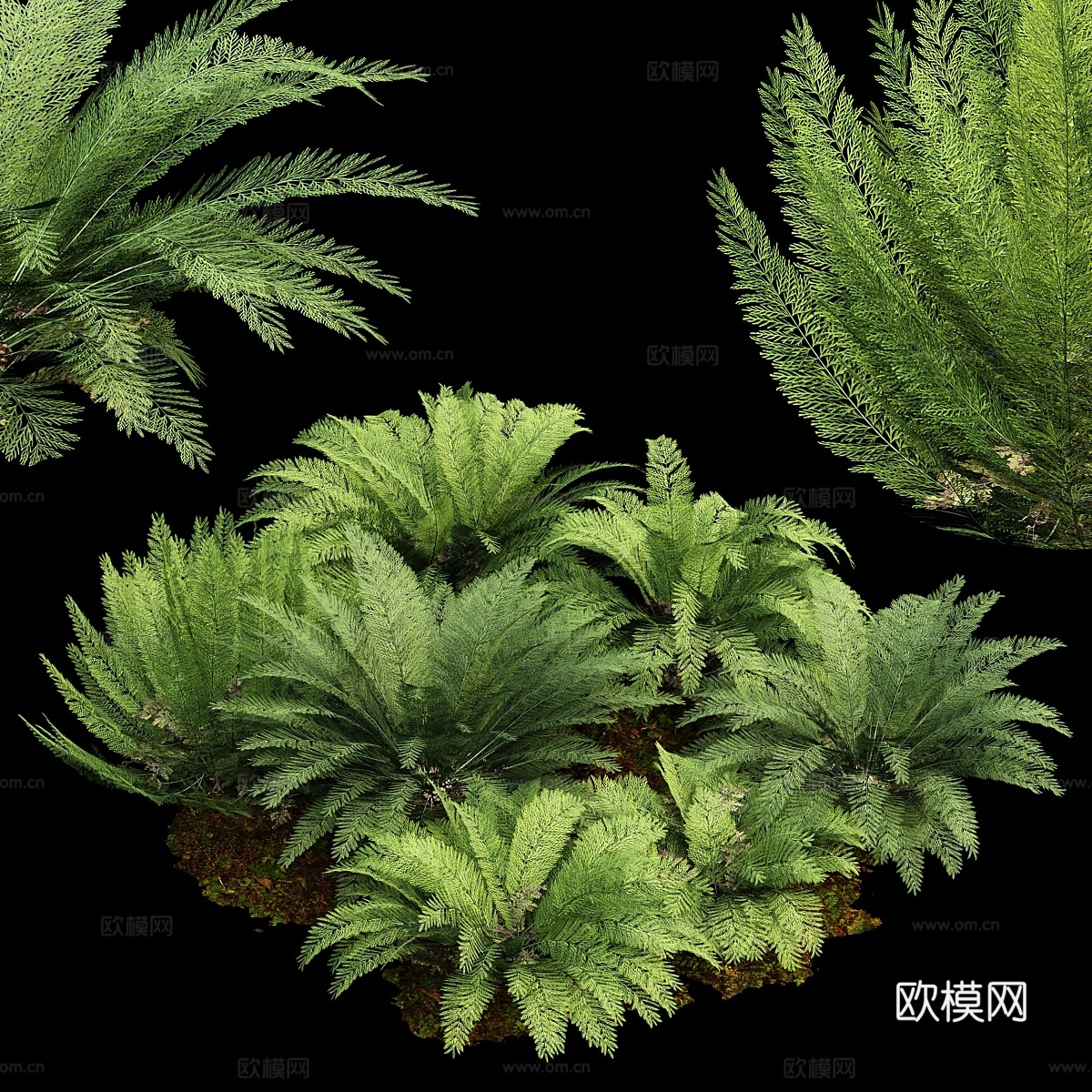 母蕨（Asplenium bulbiferum）7号模型3d模型