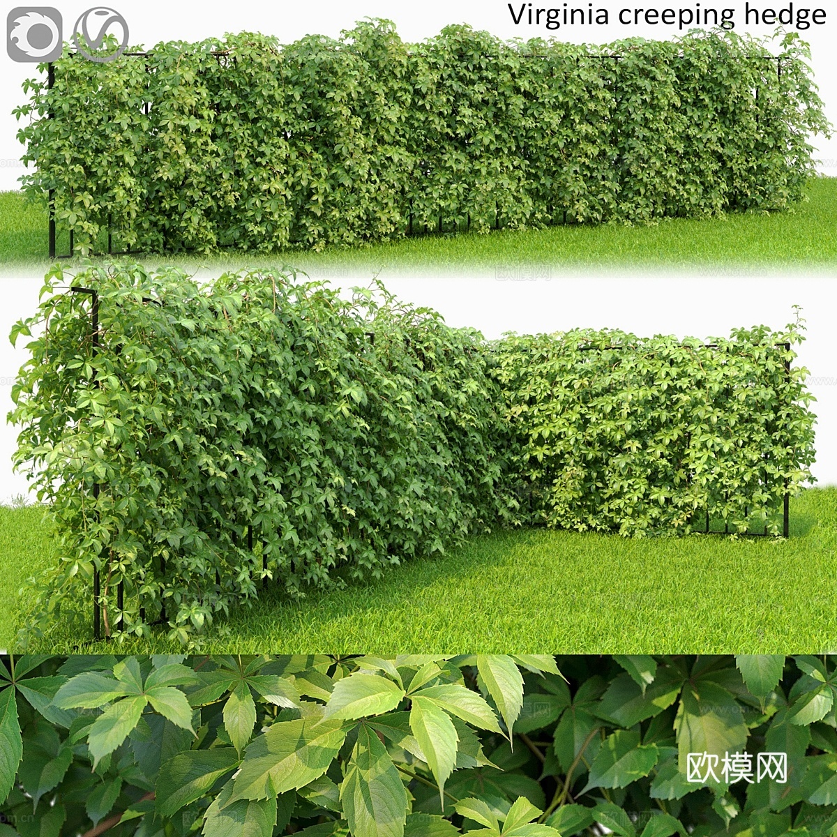 VIRGINIA蔓生植物3d模型下载