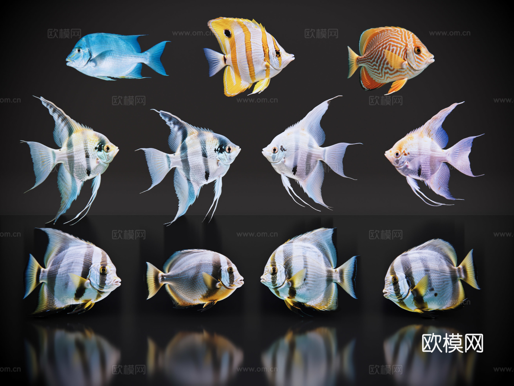 2D动物 小丑鱼 观赏鱼 海洋馆 水族馆 动物世界su模型