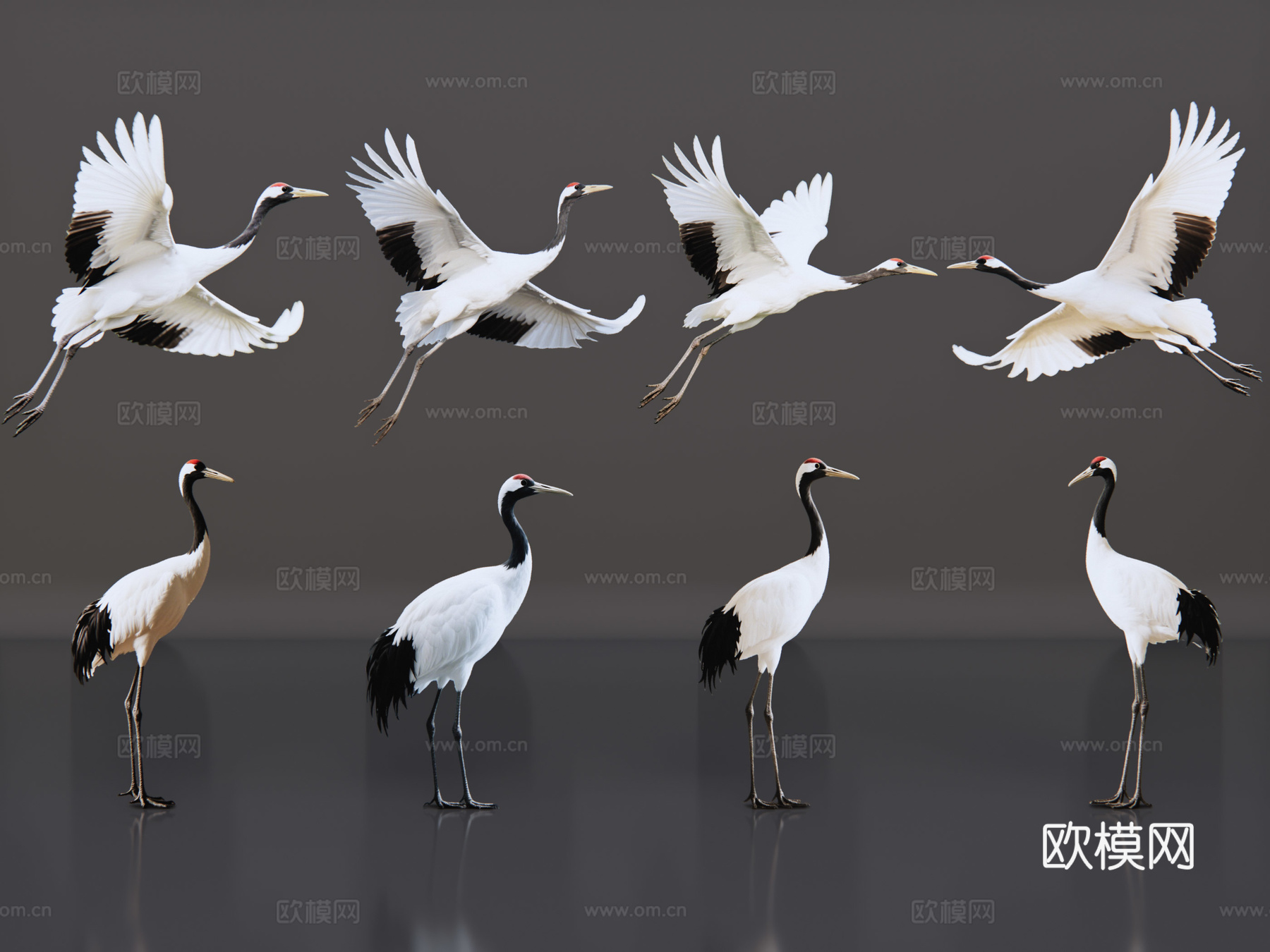 2D动物 仙鹤 动物园 野生动物 动物世界 野外动物su模型