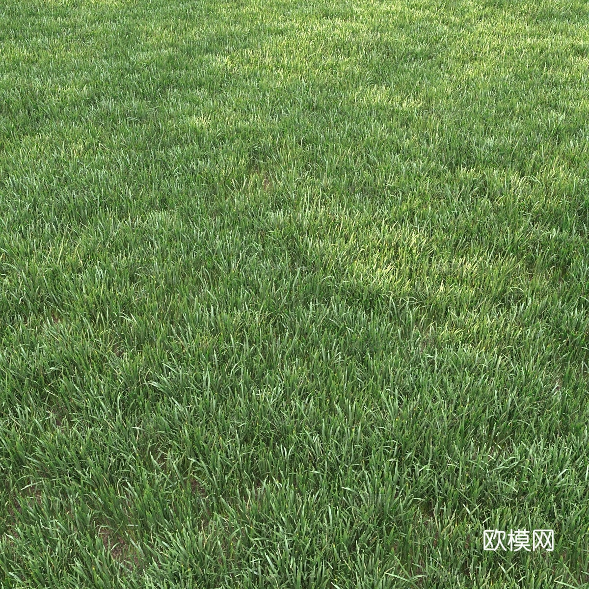 景观用草 123d模型下载