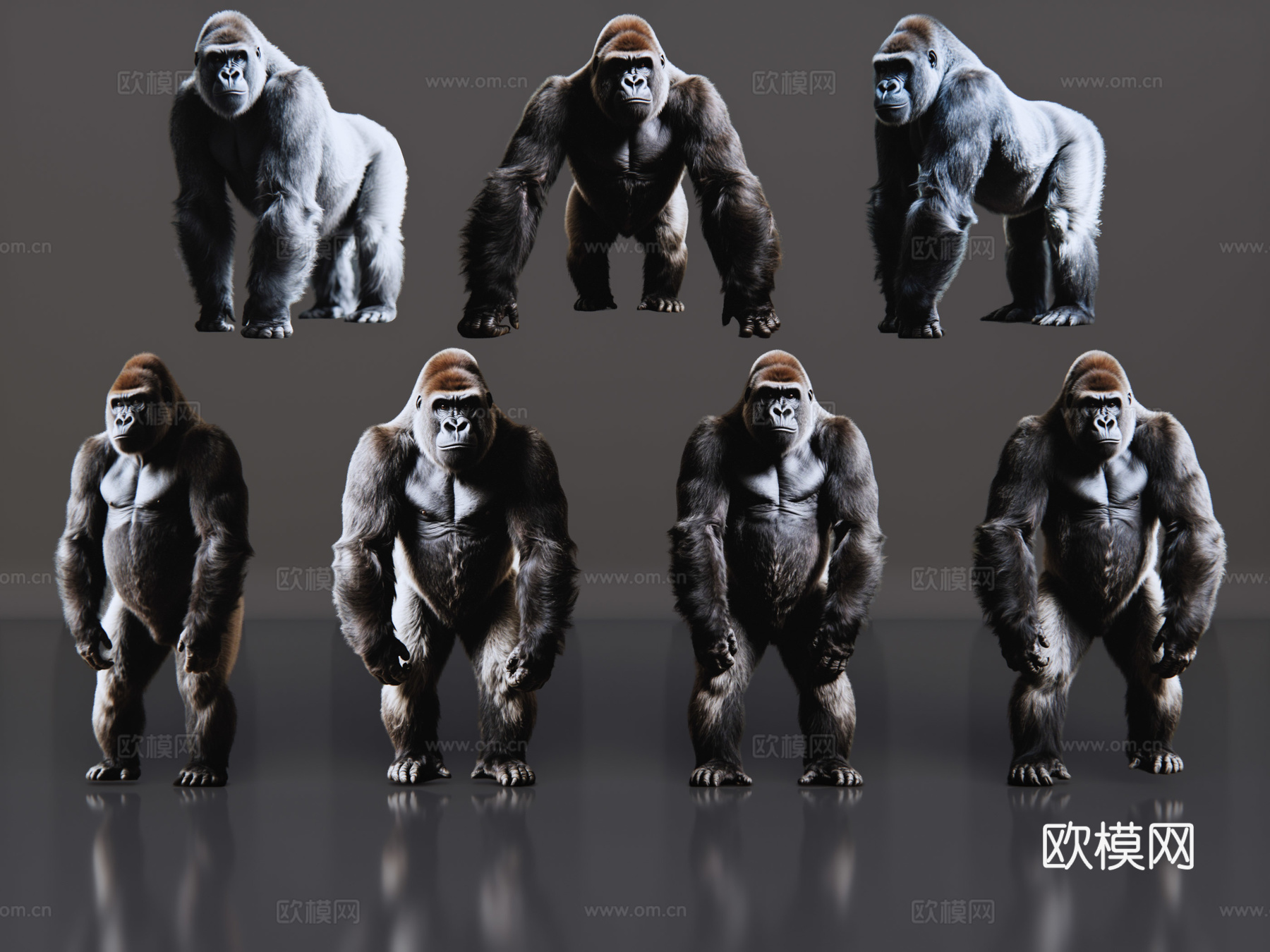 2D动物 银背大猩猩  动物园 野生动物 动物世界 野外动物su模型
