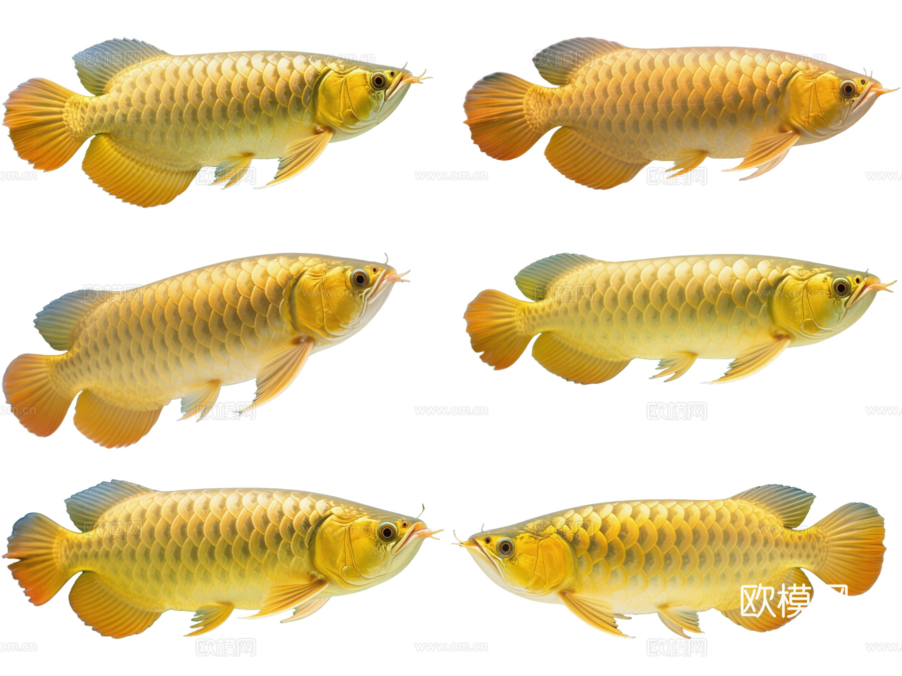 动物 金龙鱼 观赏鱼 海洋馆 水族馆 动物世界下载