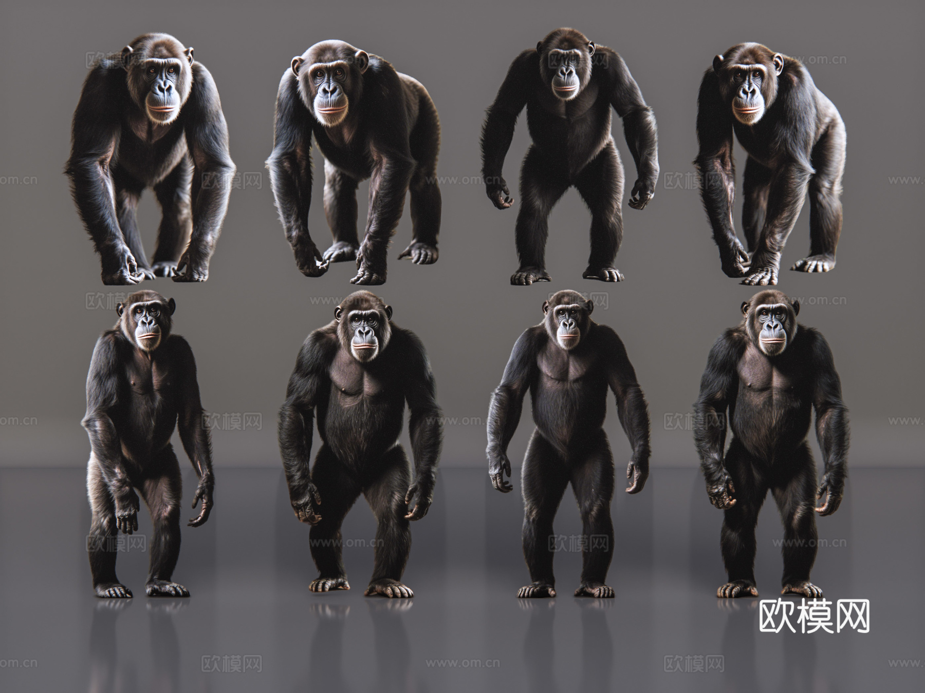 2D动物 黑猩猩 动物园 野生动物 动物世界 野外动物su模型