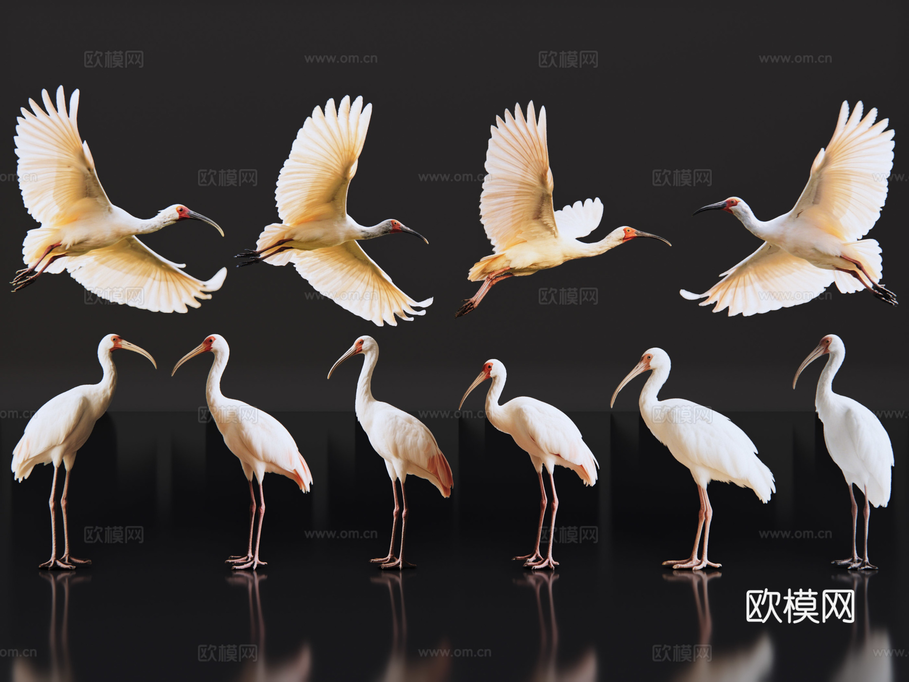 2D动物 朱鹮 动物园 野生动物 动物世界 野外动物su模型