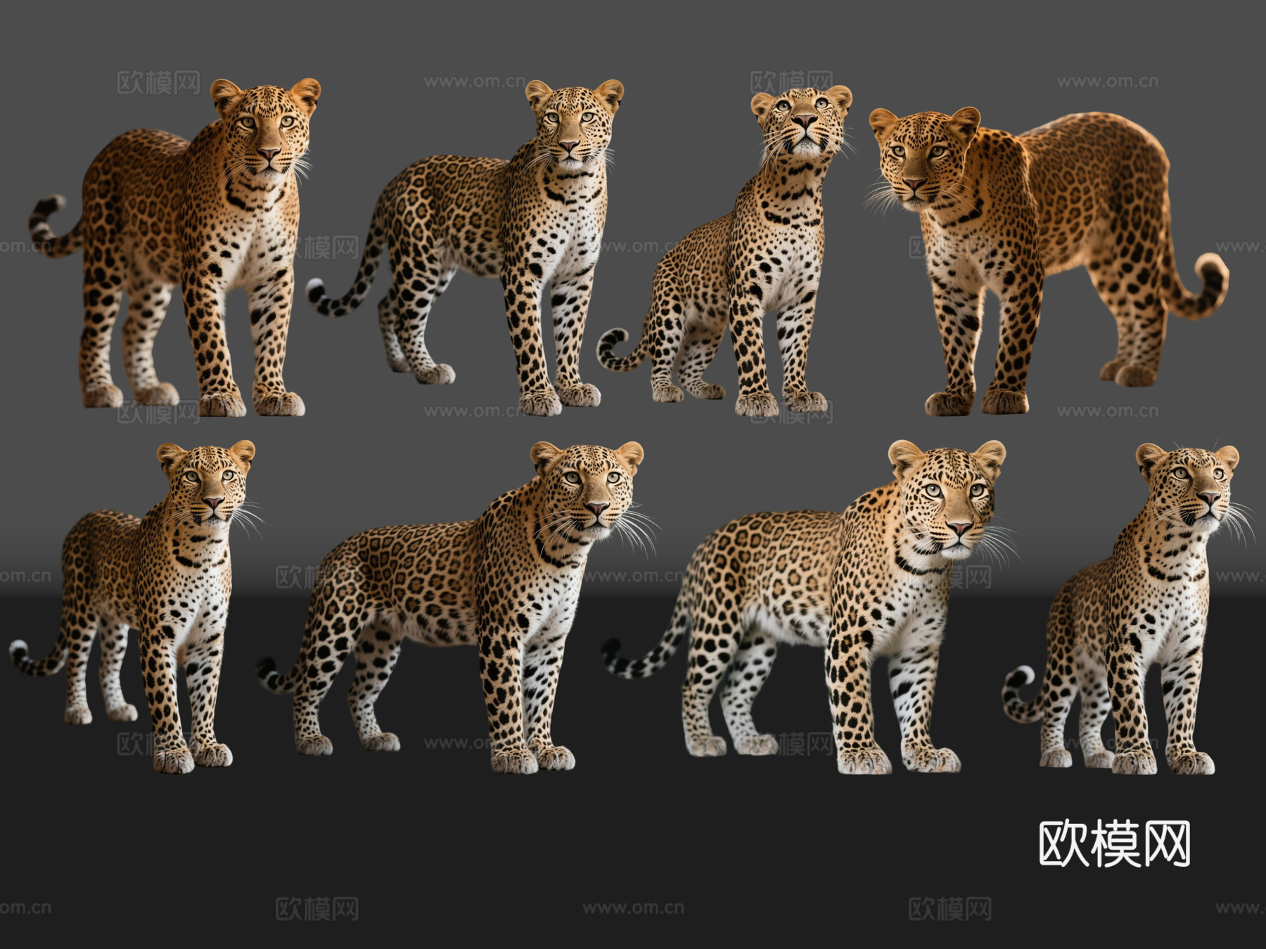2D动物 豹子 动物园 野生动物 动物世界 野外动物su模型