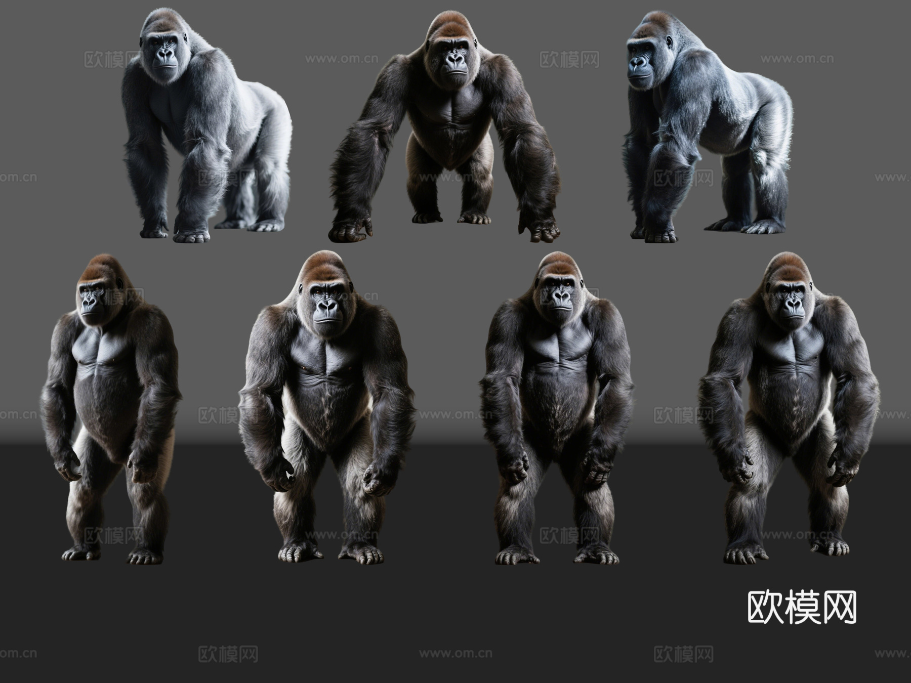 2D动物 银背大猩猩  动物园 野生动物 动物世界 野外动物su模型