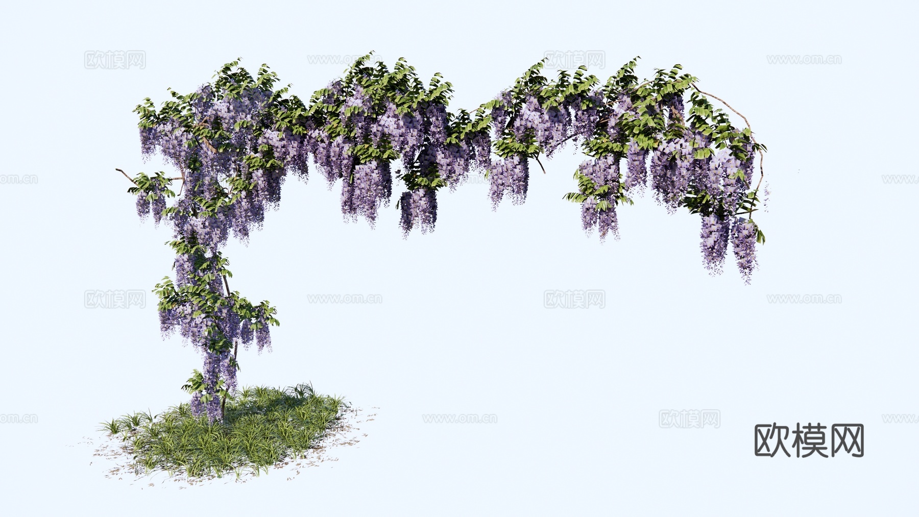 现代 藤蔓 紫藤萝 串钱柳 开花植物 爬藤植物 藤蔓植物 紫su模型