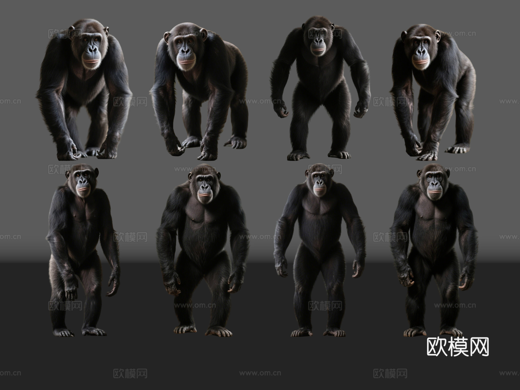 2D动物 黑猩猩 动物园 野生动物 动物世界 野外动物su模型