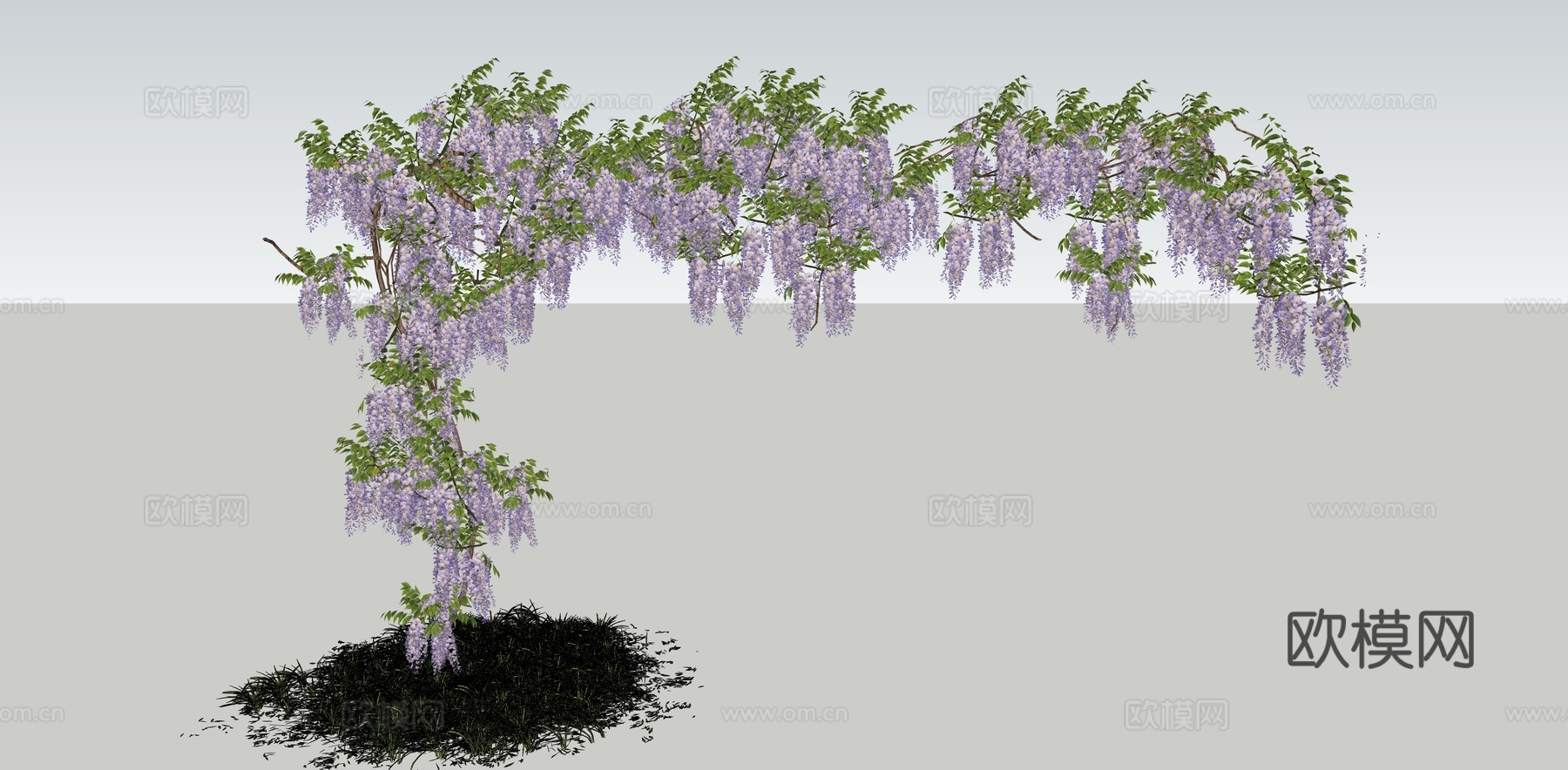 现代 藤蔓 紫藤萝 串钱柳 开花植物 爬藤植物 藤蔓植物 紫su模型