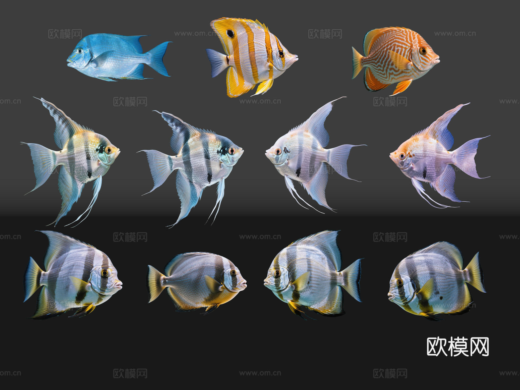 2D动物 小丑鱼 观赏鱼 海洋馆 水族馆 动物世界su模型