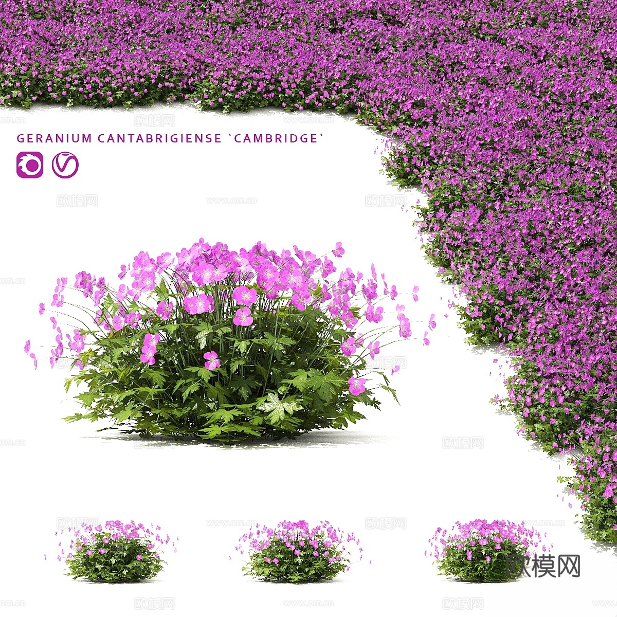 剑桥天竺葵灌木 Geranium cantabrigiens3d模型下载