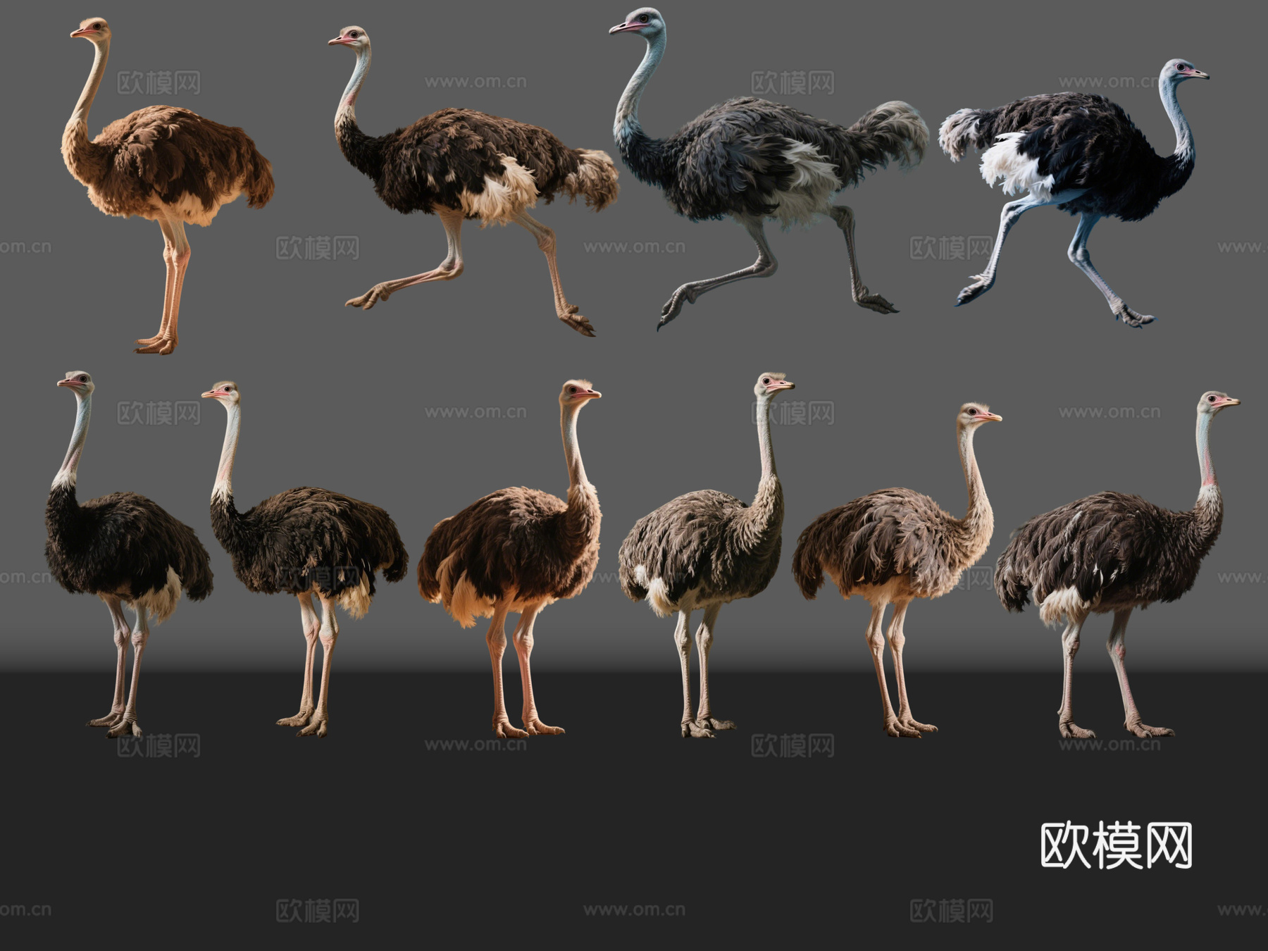 2D动物 鸵鸟 动物园 野生动物 动物世界 野外动物su模型